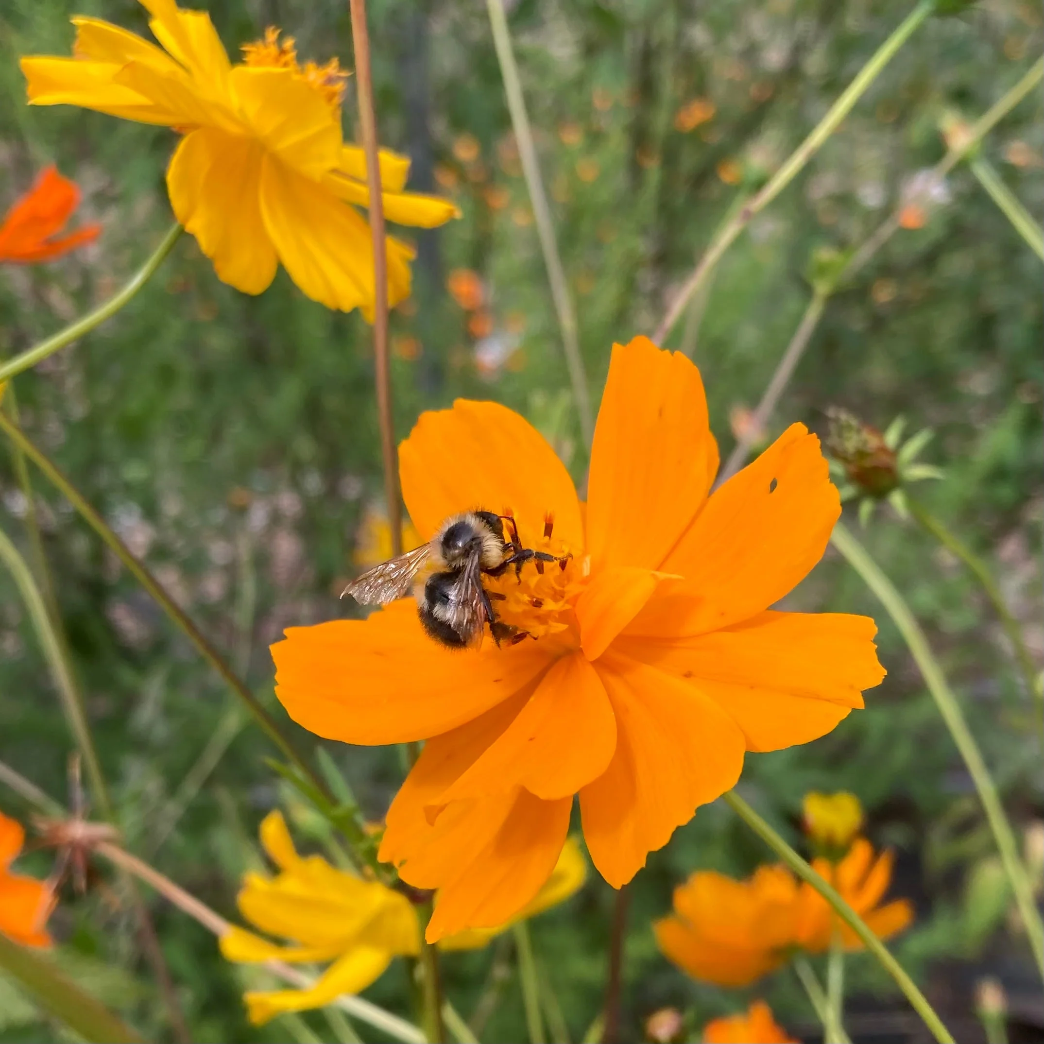 Cosmos, Orange (Cosmos sulphureus) - Image 5
