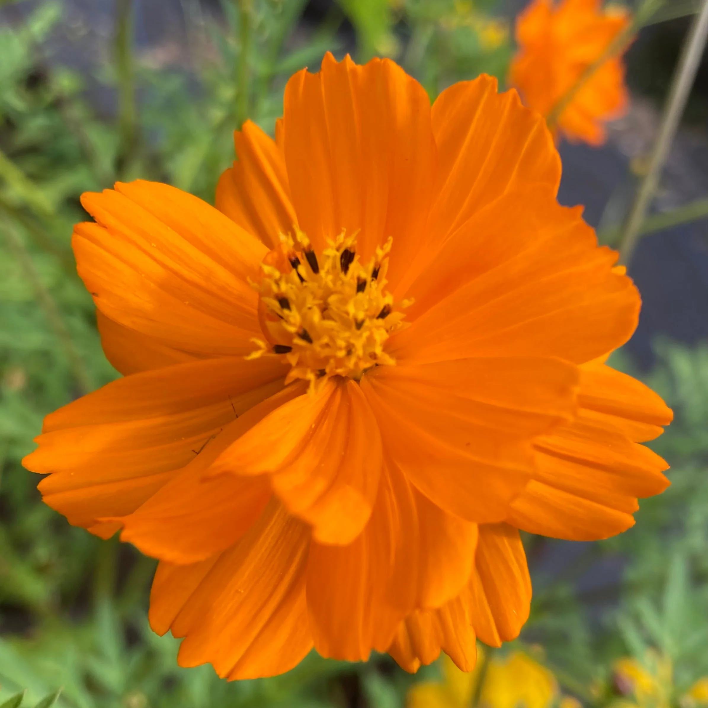 Cosmos, Orange (Cosmos sulphureus) - Image 6
