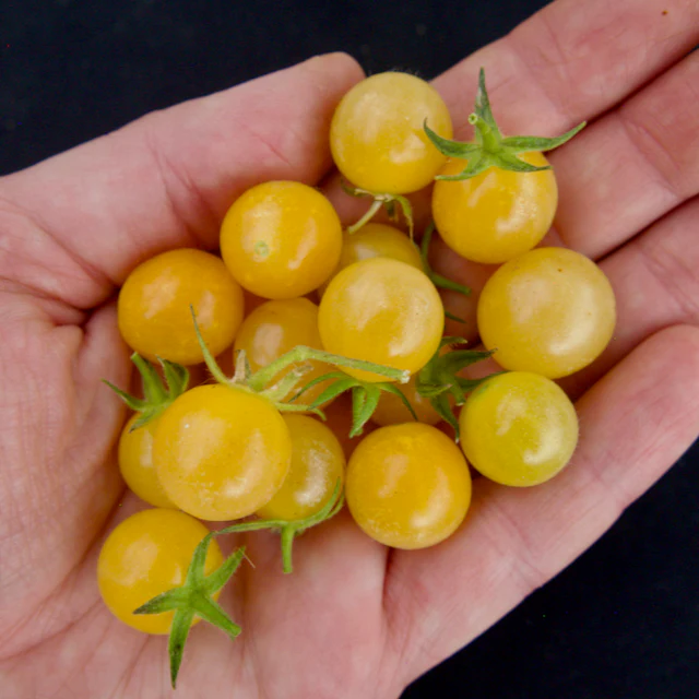 Coyote Tomato