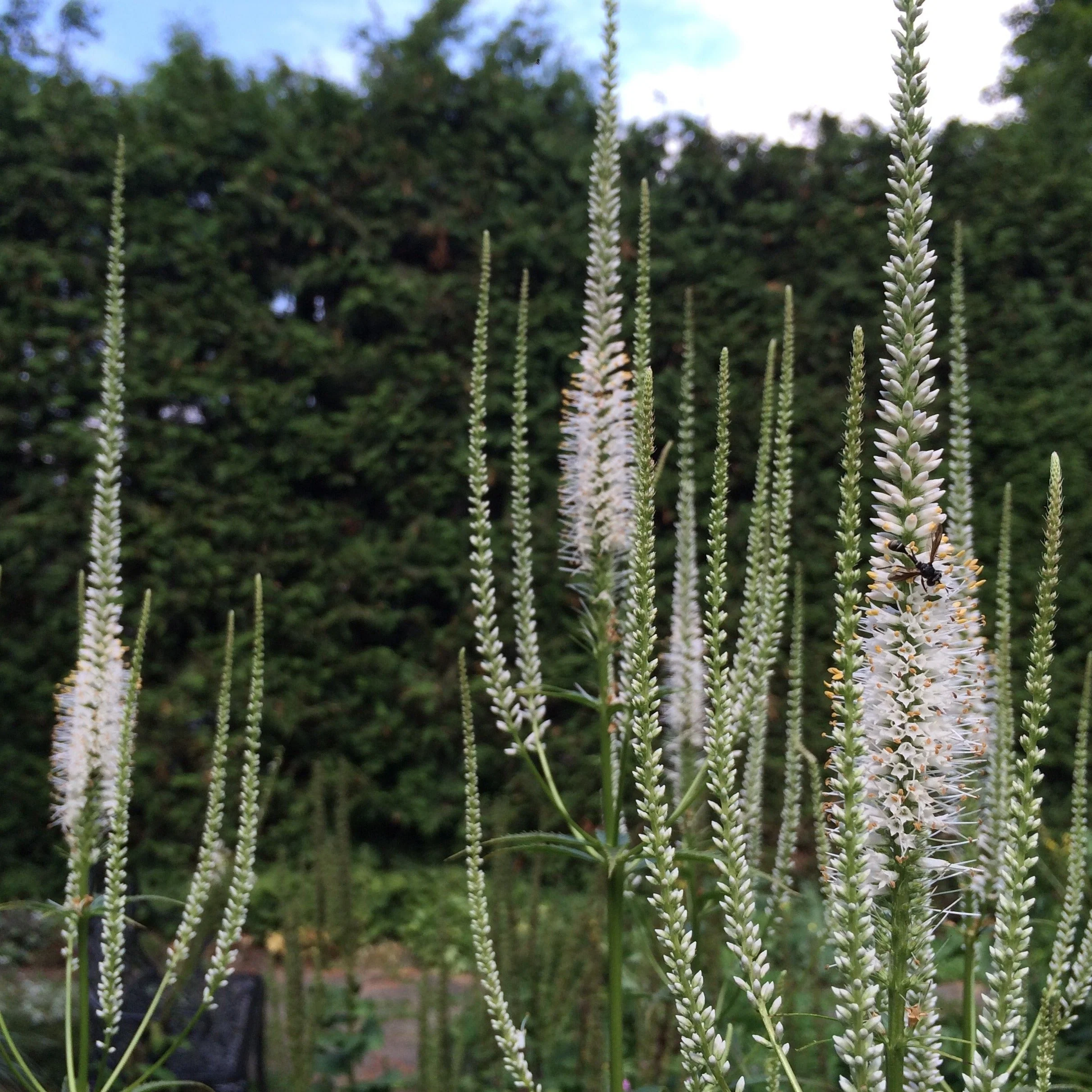Culver's Root (Veronicastrum virginicum) - Image 3
