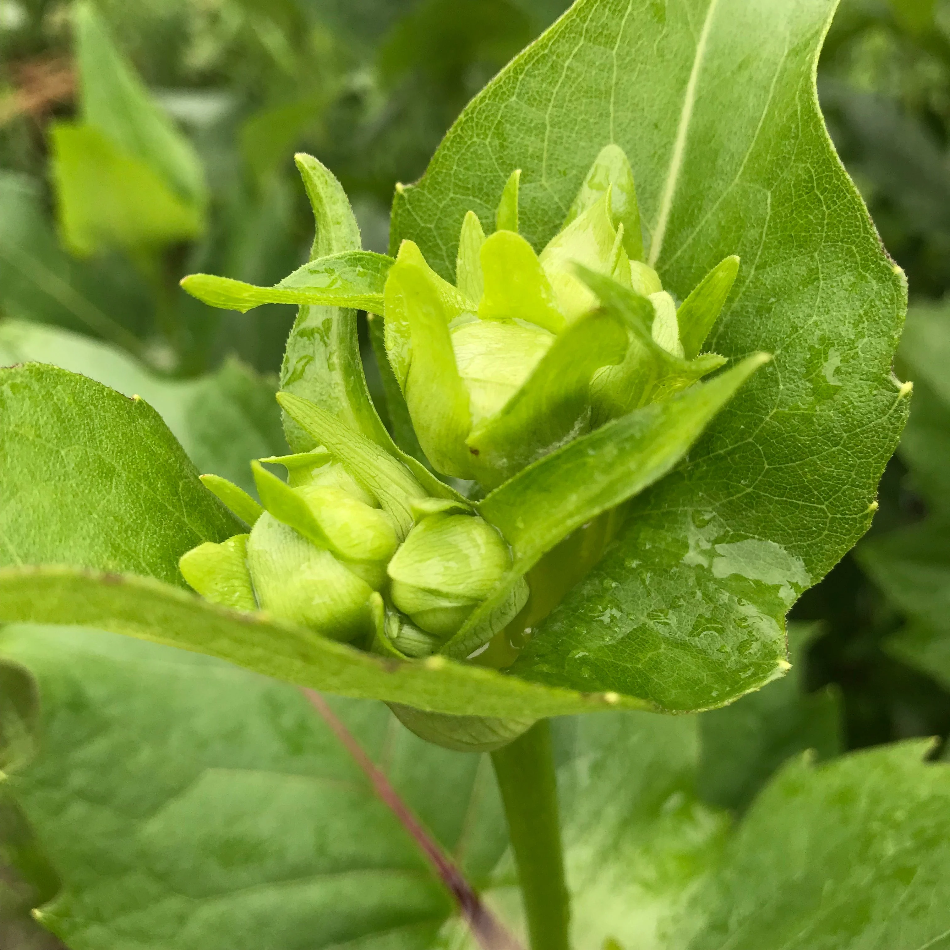 Cup Plant (Silphium perfoliatum) - Image 3