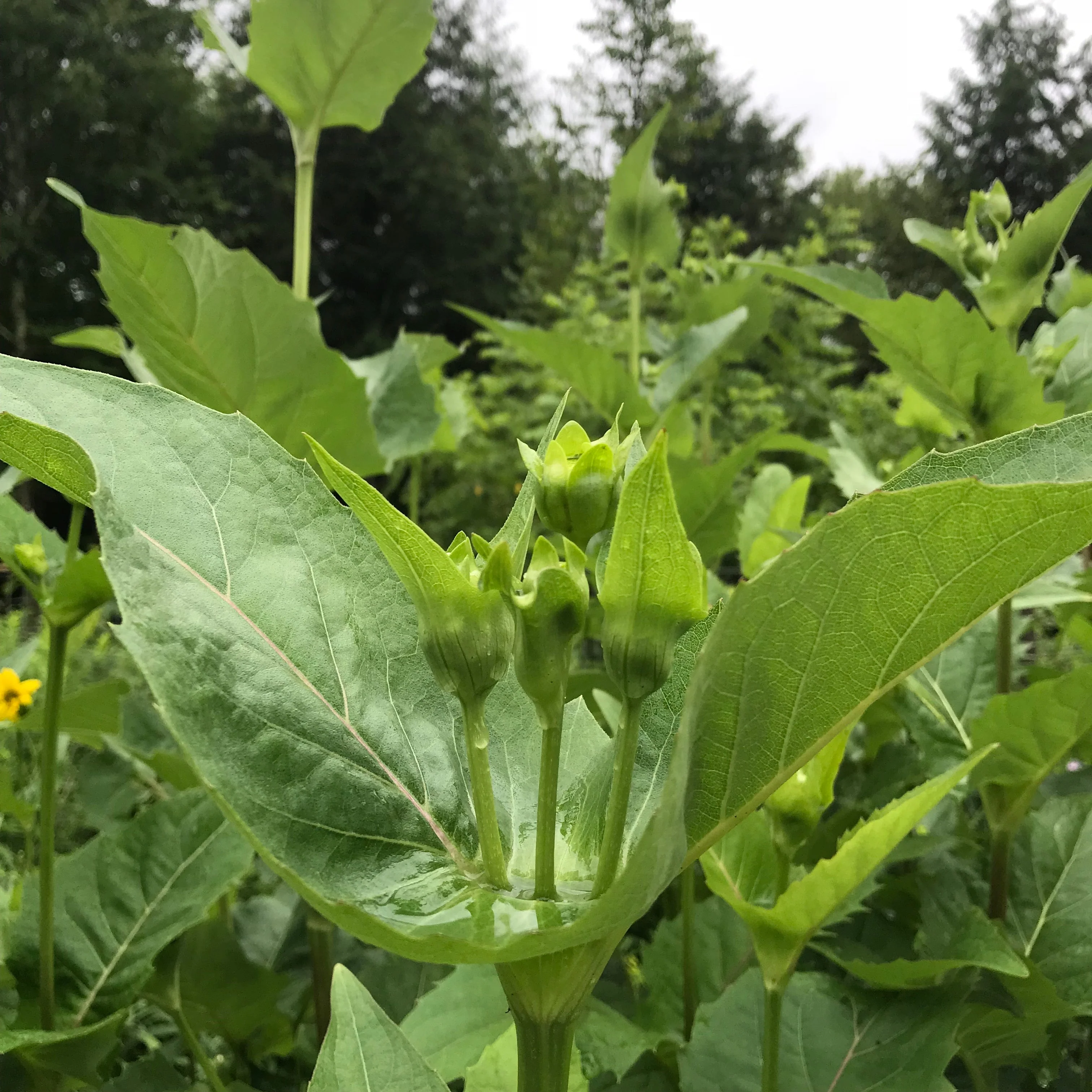 Cup Plant (Silphium perfoliatum) - Image 4