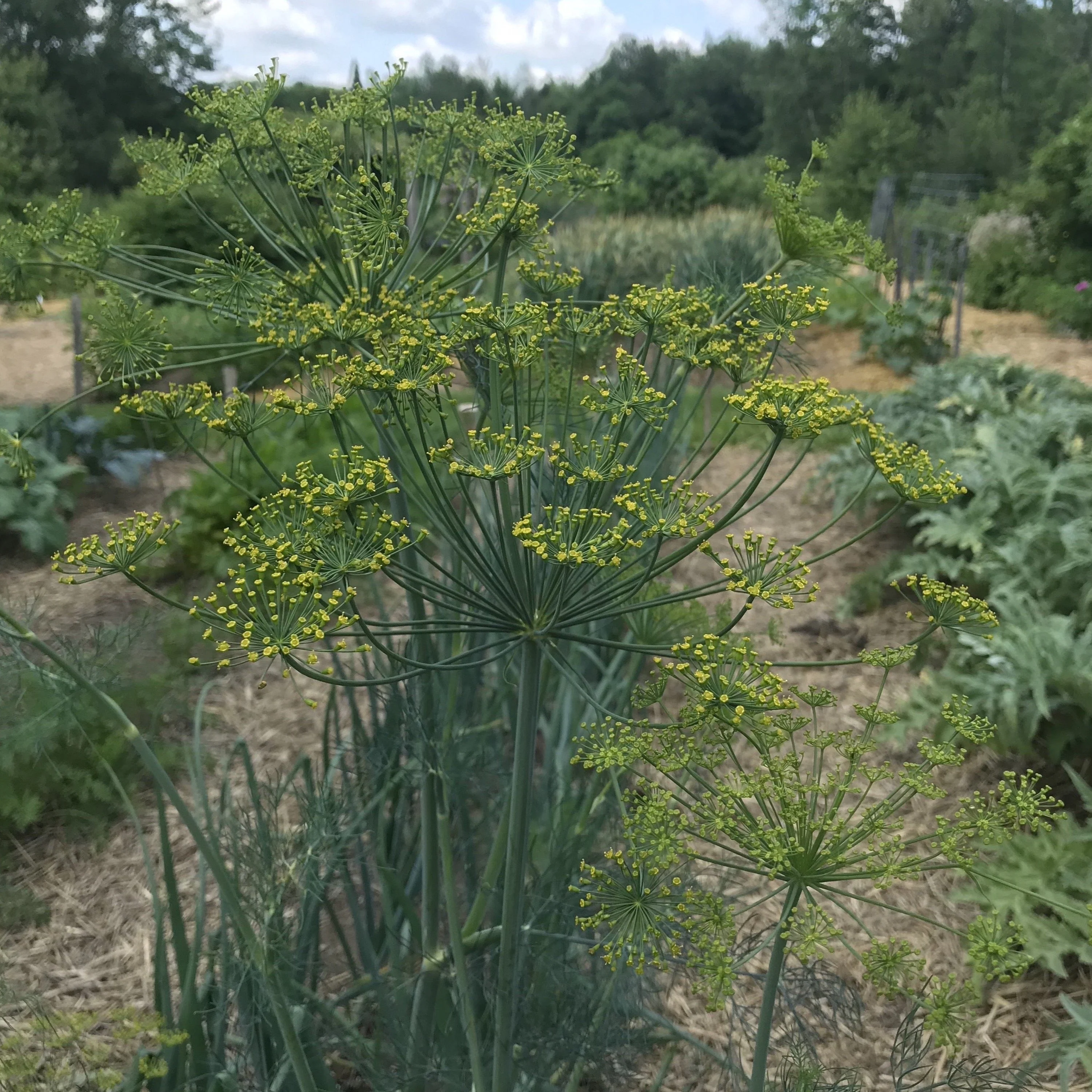 Dill, Mammoth (Anethum graveolens)