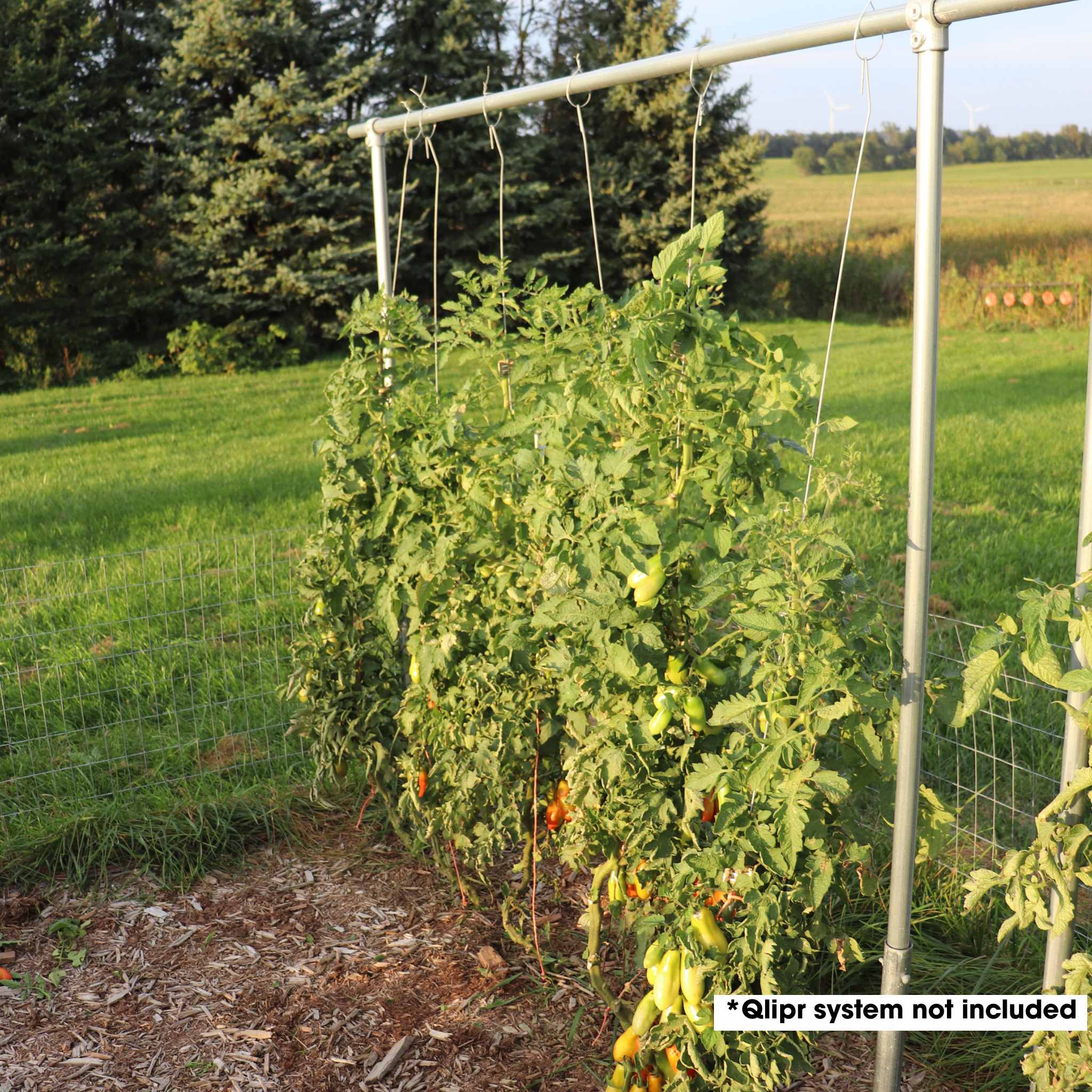 DIY Tomato Trellis | 1 3/8" Heavy Duty - Image 2