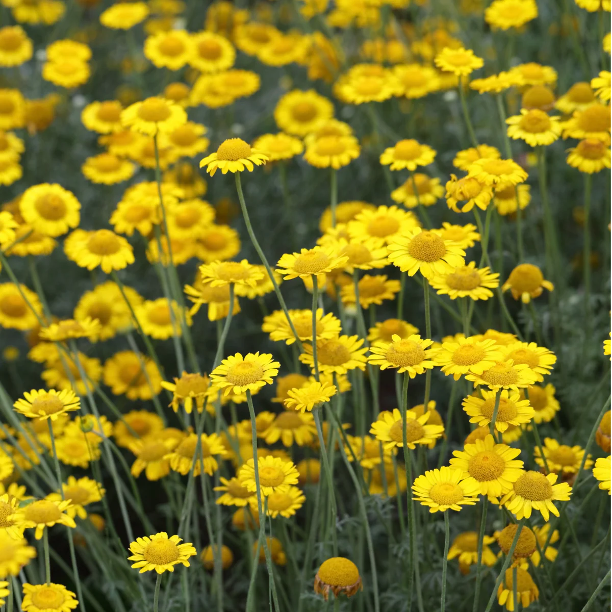 Herb Seeds