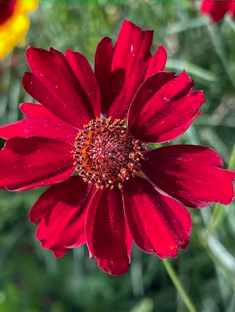 Dyer's Coreopsis - Image 2