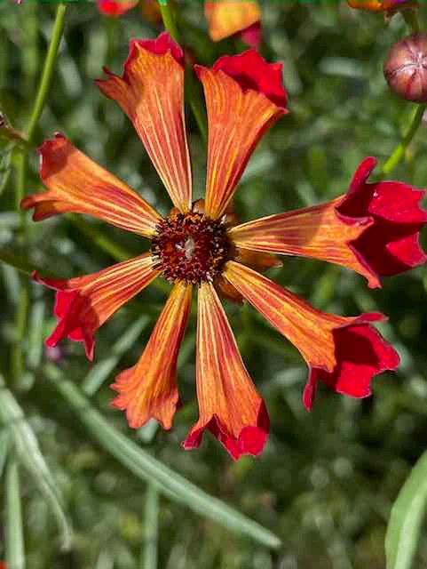 Dyer's Coreopsis - Image 3