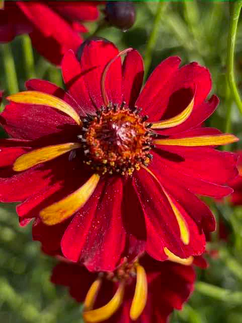 Dyer's Coreopsis - Image 5