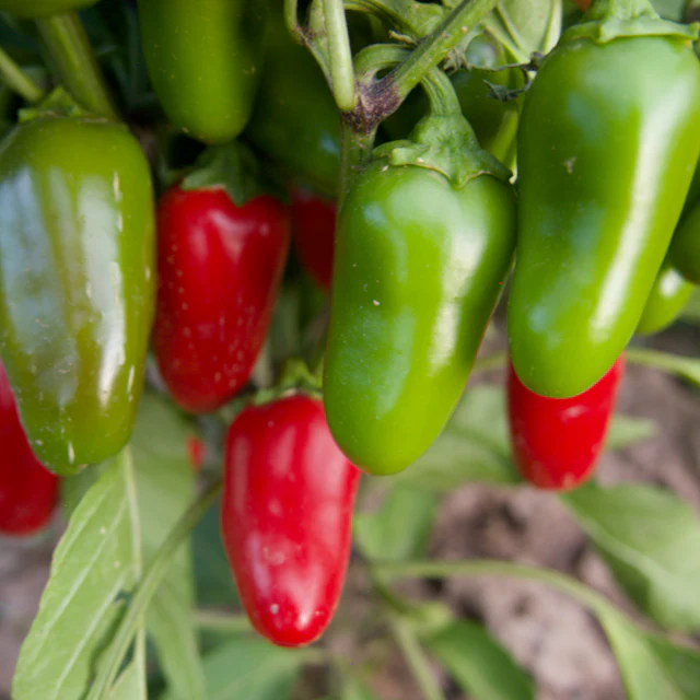 Early Jalapeño Peppers - Image 3