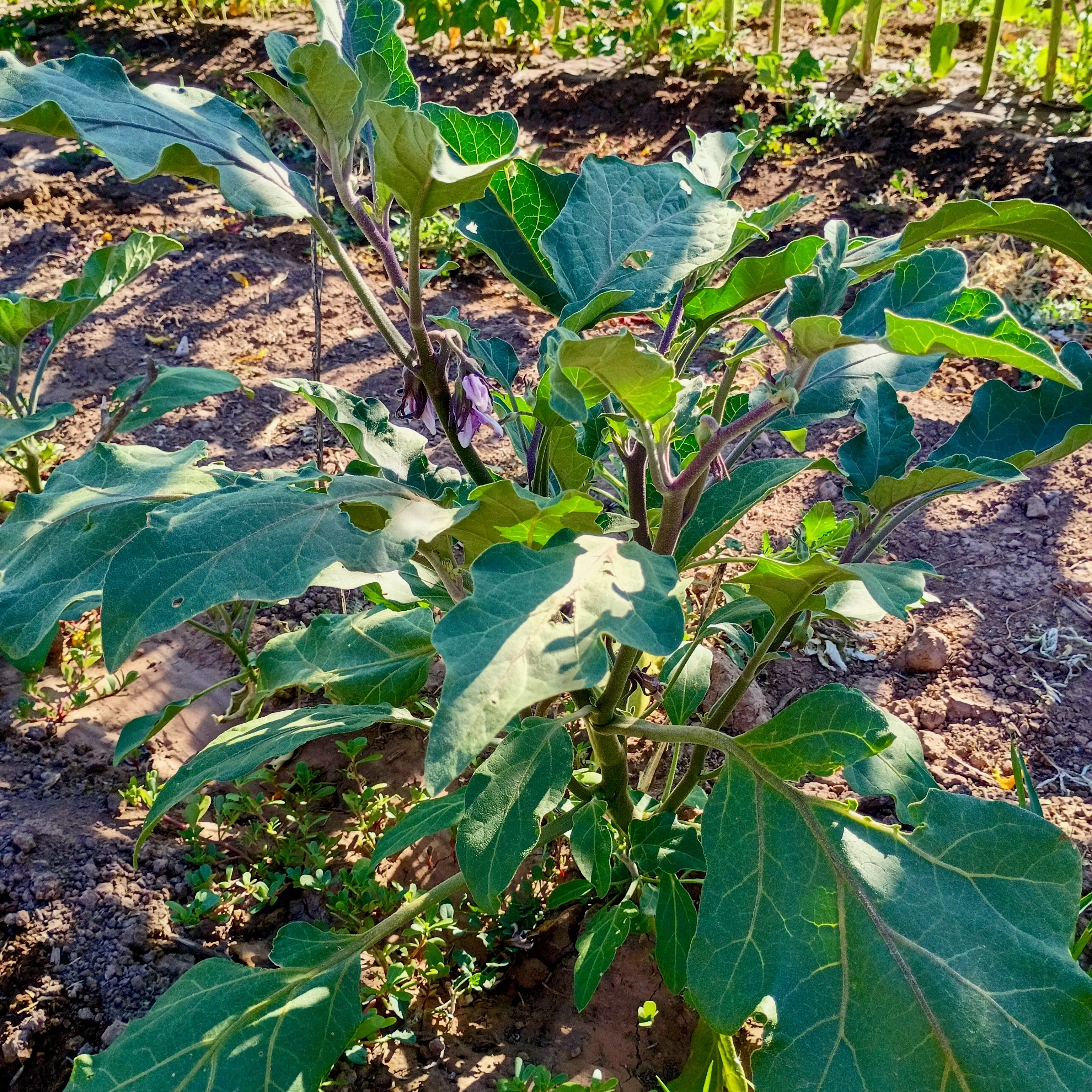 Early Violet Italian Eggplant - Image 3