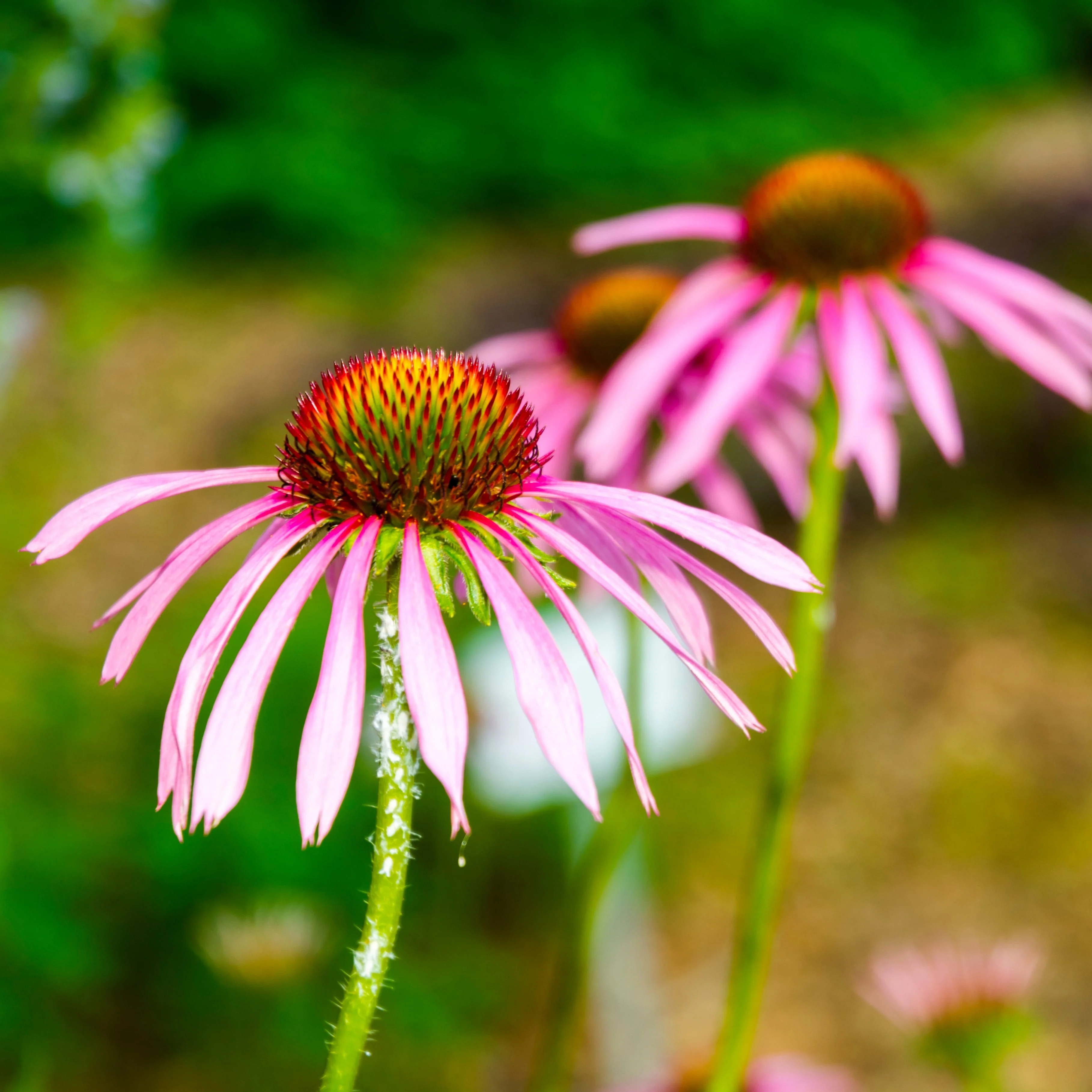 Echinacea aka Narrow-leaved Coneflower (Echinacea angustifolia) - Image 2
