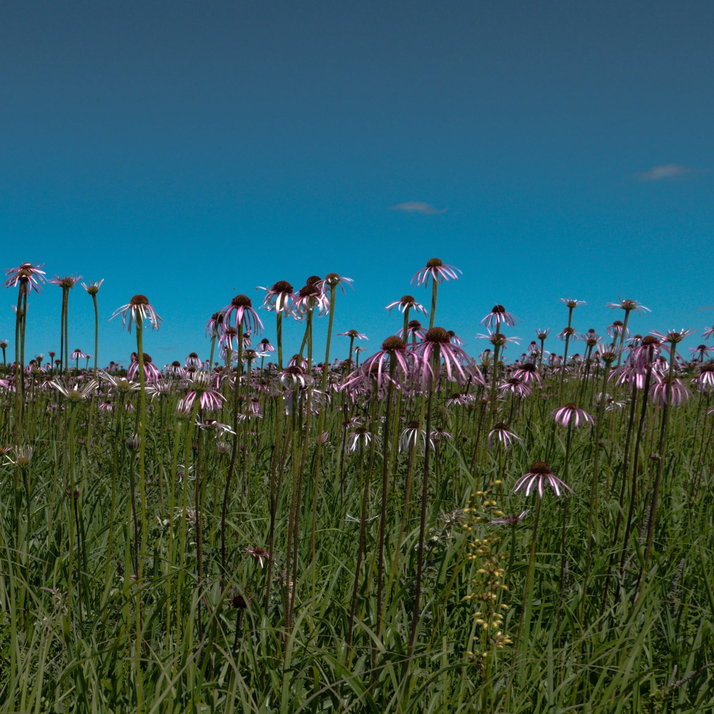 Echinacea aka Narrow-leaved Coneflower (Echinacea angustifolia) - Image 3
