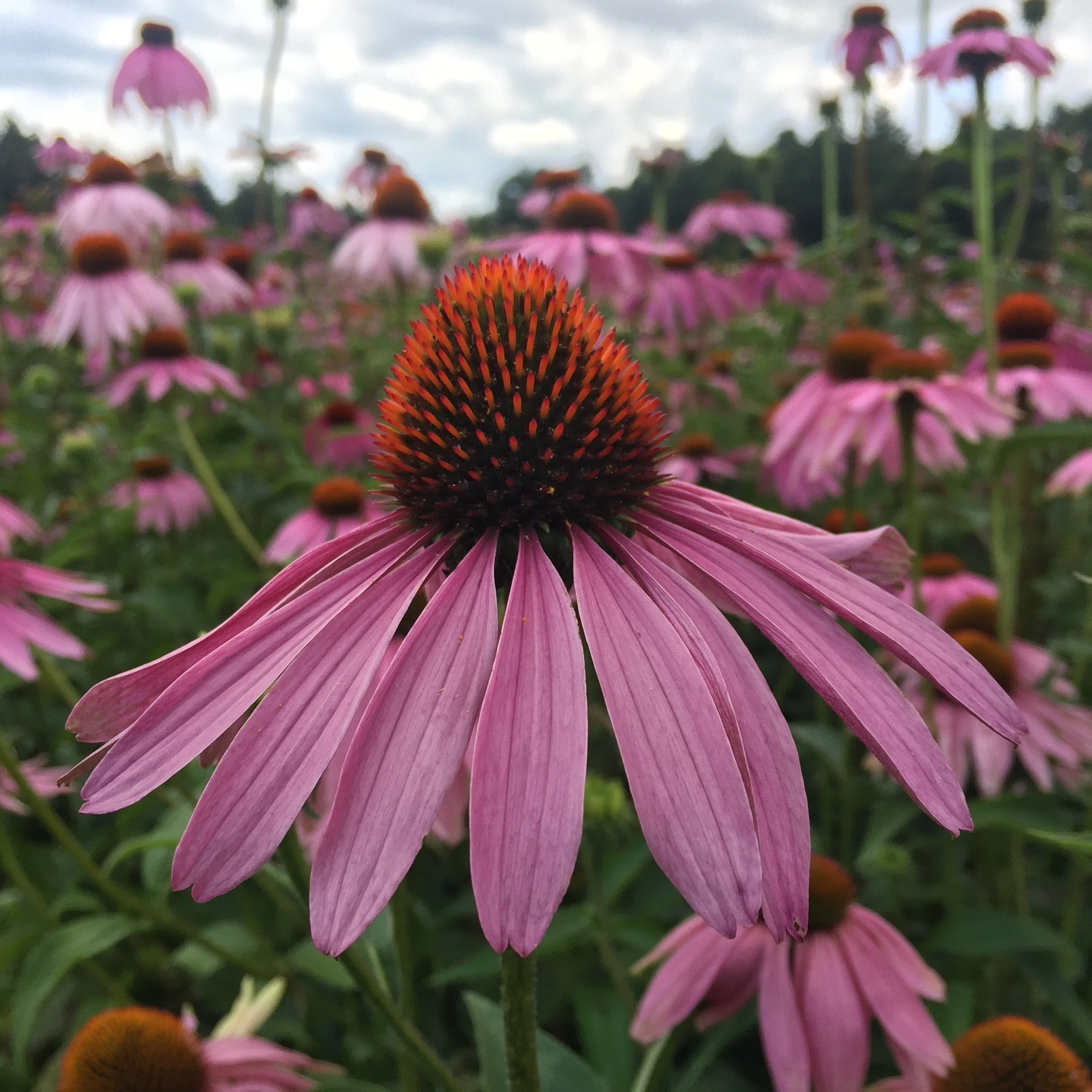 Echinacea aka Purple Coneflower (Echinacea purpurea) - Image 3