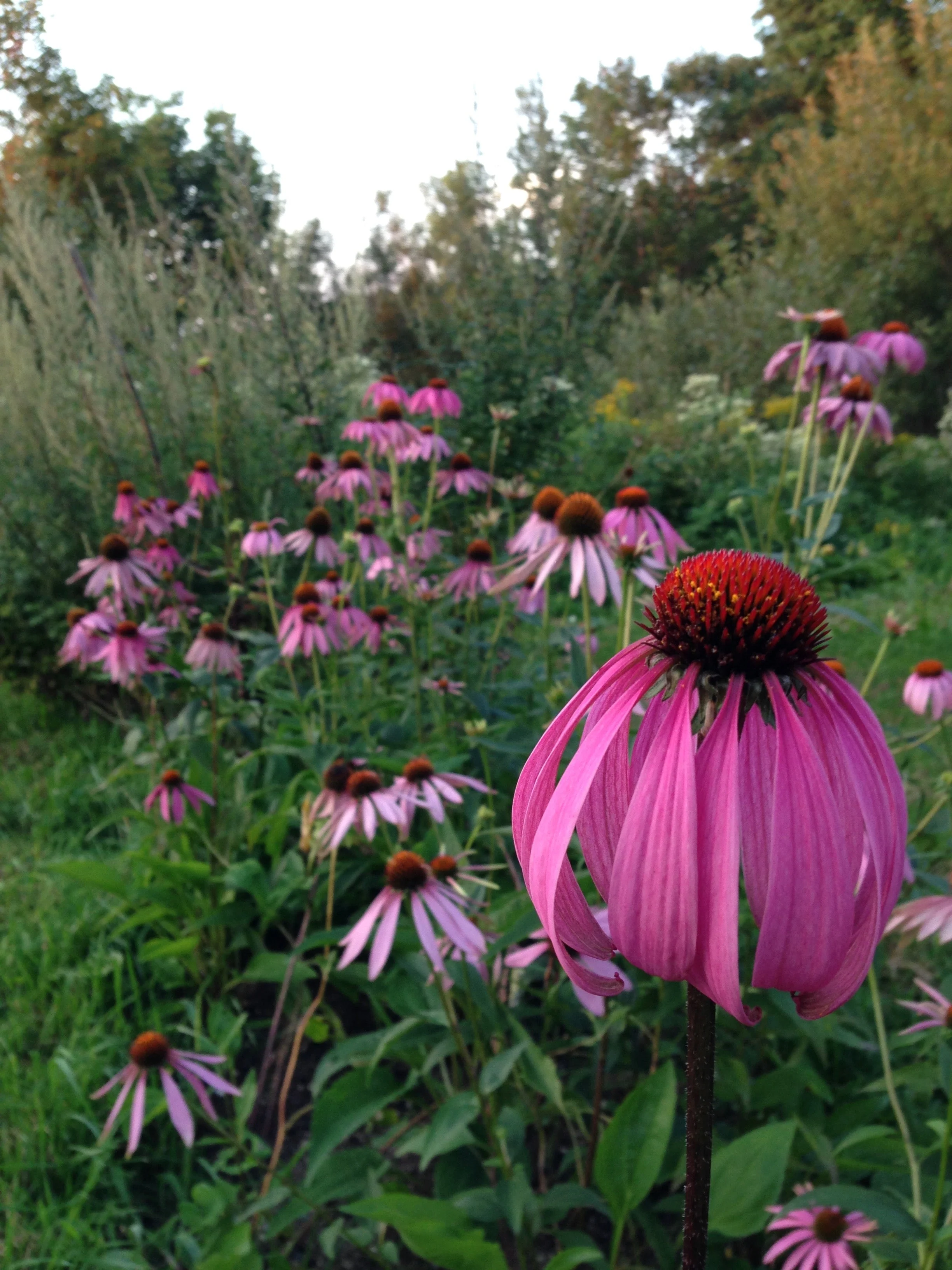 Echinacea aka Purple Coneflower (Echinacea purpurea) - Image 4