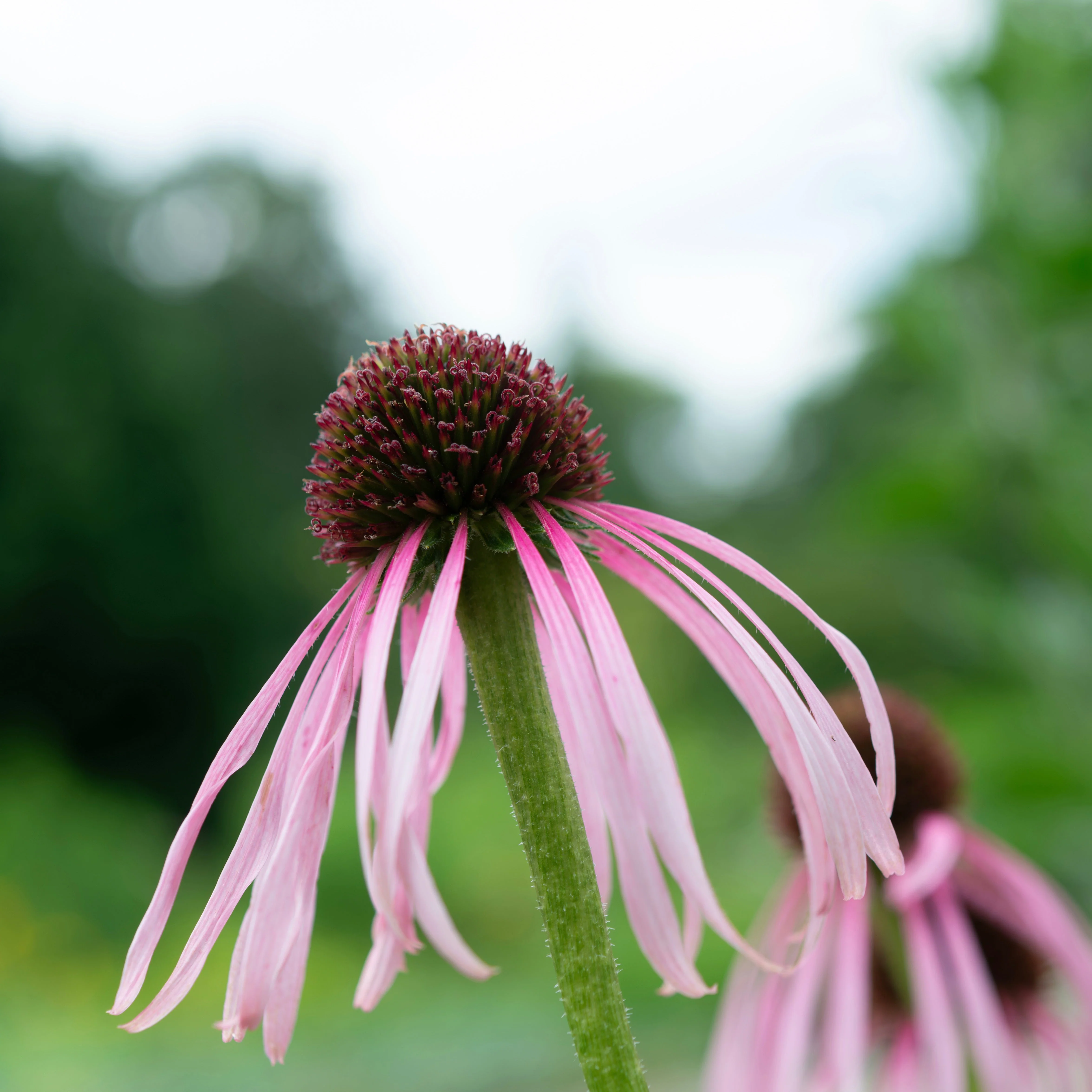 Echinacea aka Pale Purple Coneflower (Echinacea pallida)