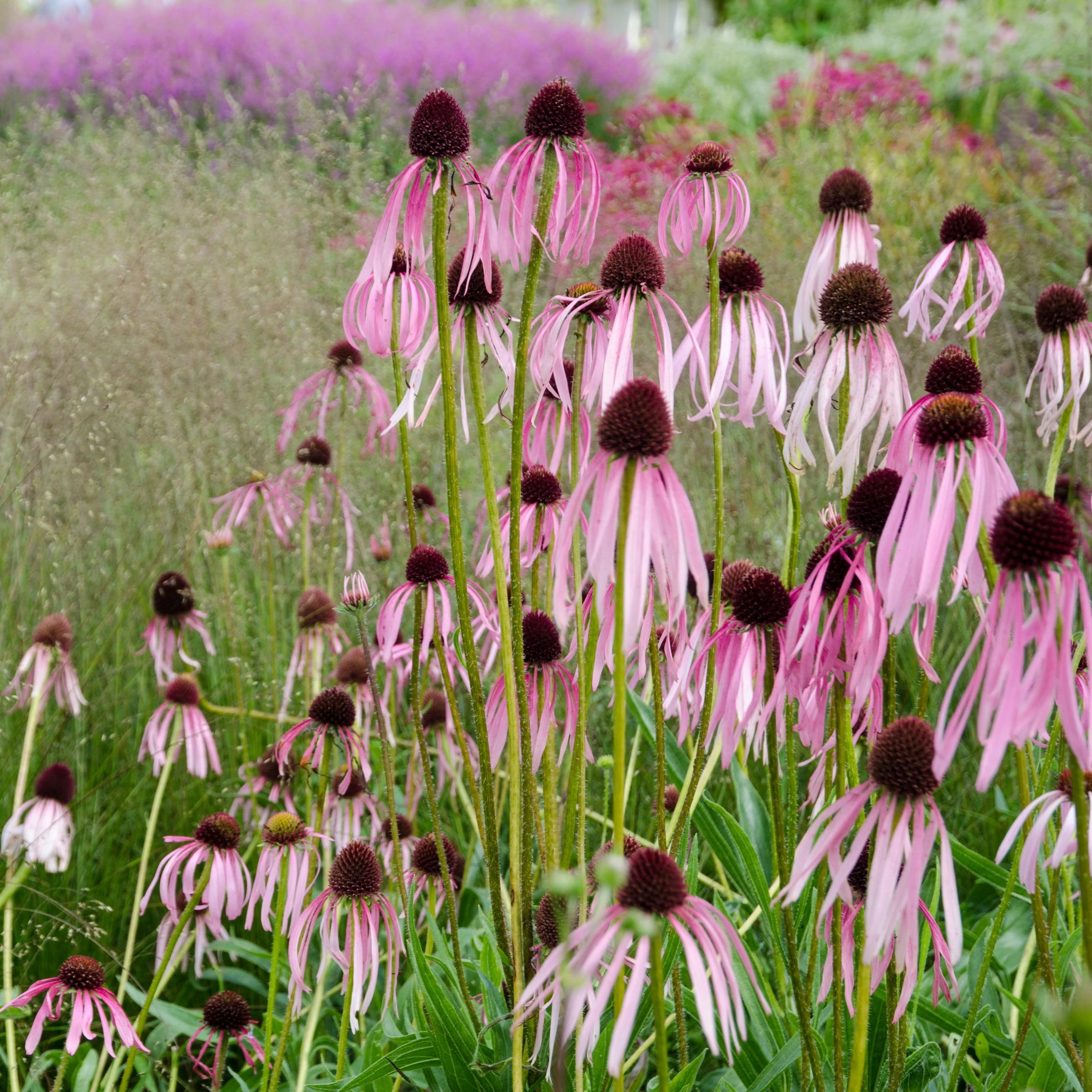 Echinacea aka Pale Purple Coneflower (Echinacea pallida) - Image 2