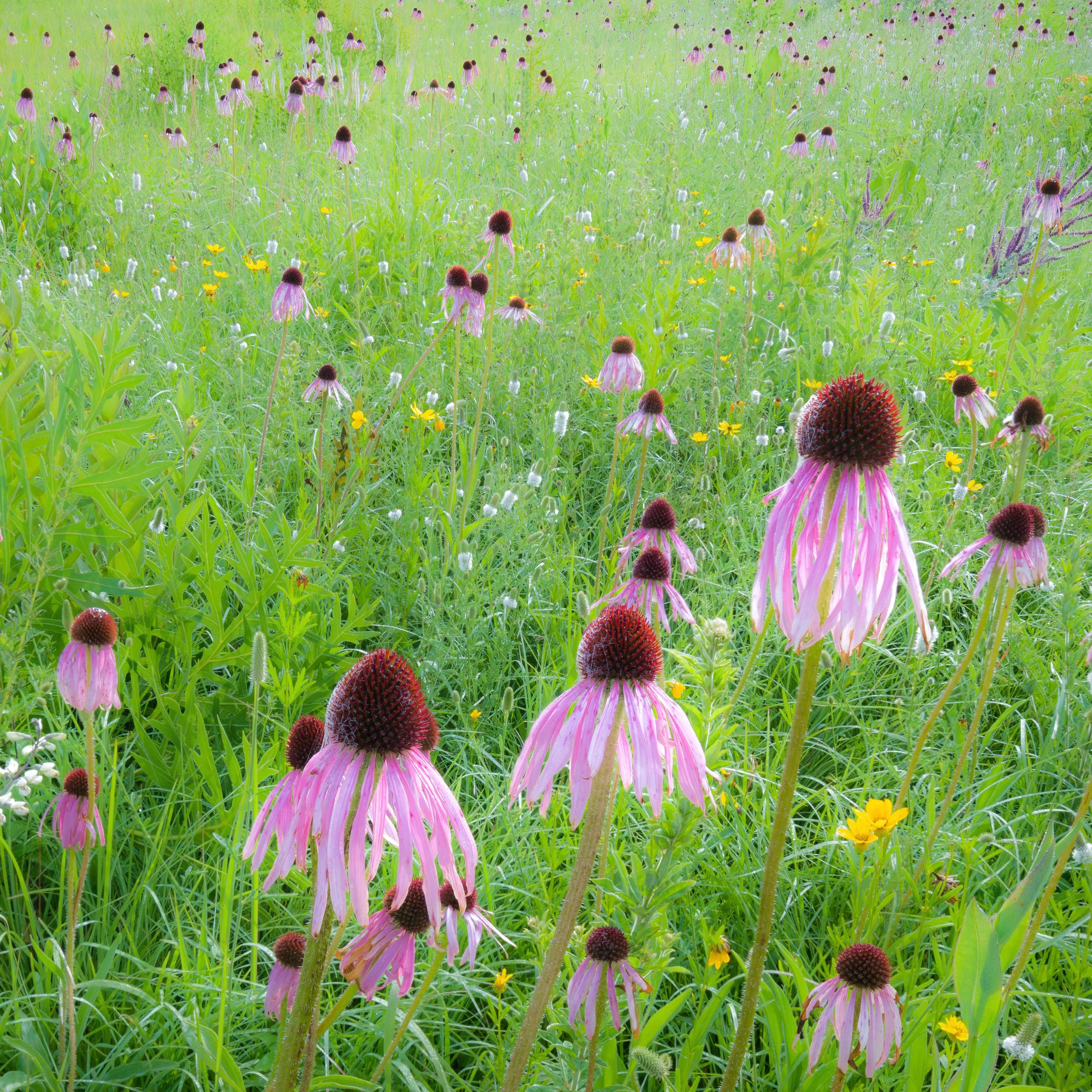 Echinacea aka Pale Purple Coneflower (Echinacea pallida) - Image 3