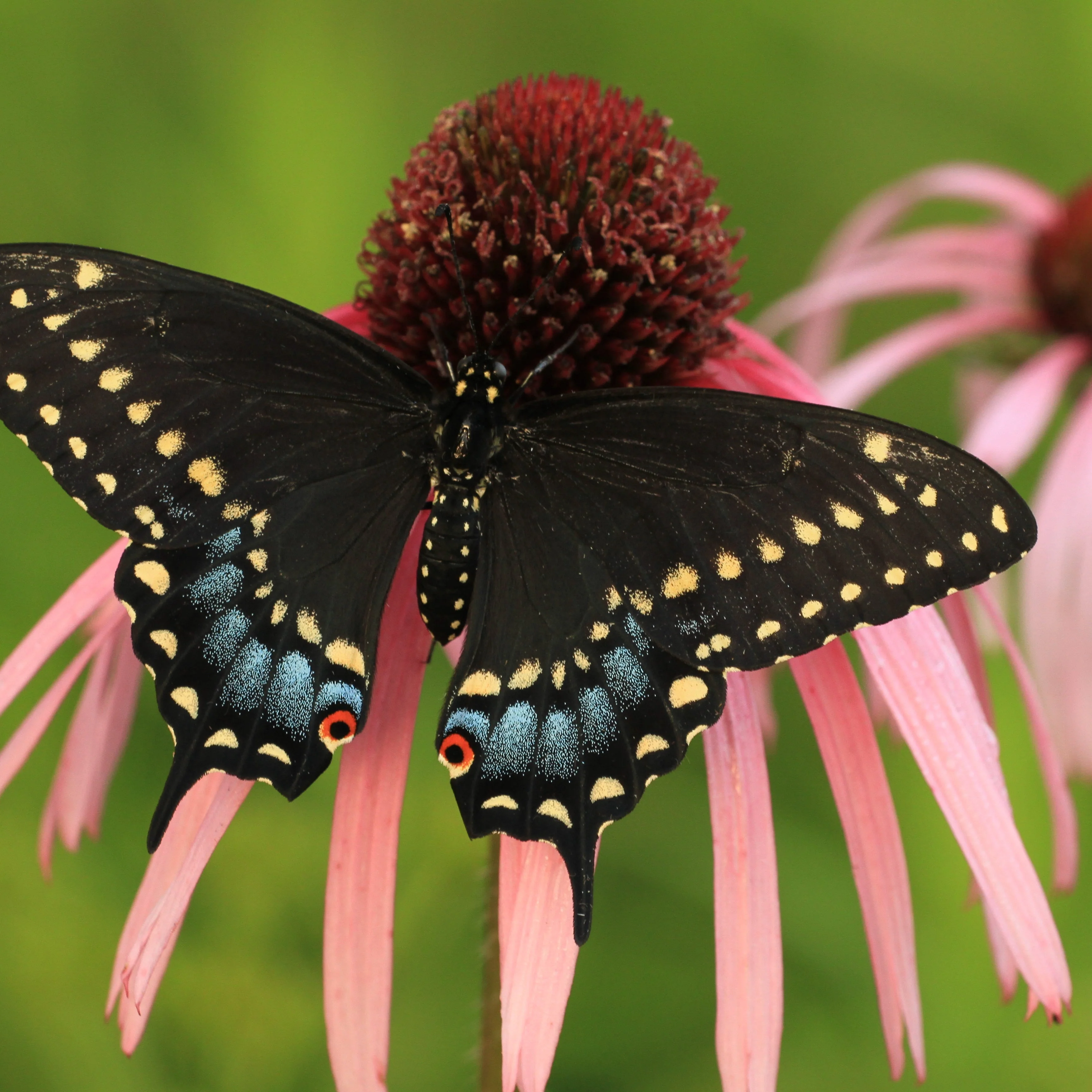 Echinacea aka Pale Purple Coneflower (Echinacea pallida) - Image 4