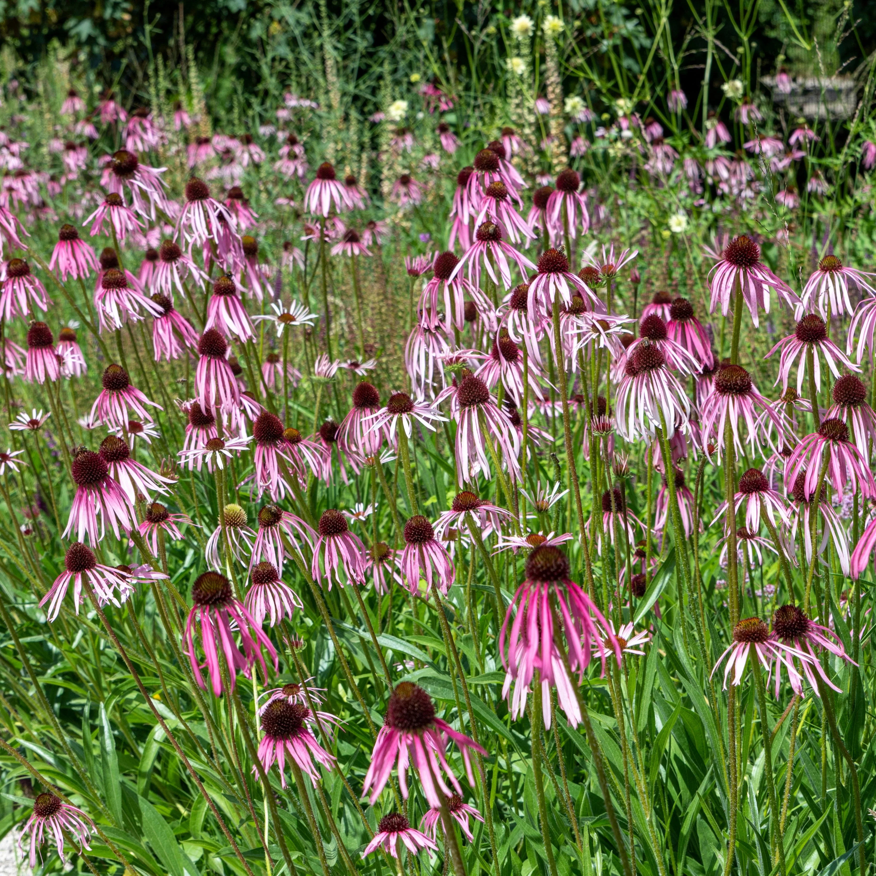 Echinacea aka Pale Purple Coneflower (Echinacea pallida) - Image 5
