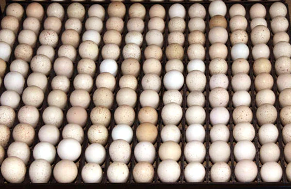 Egg Setter Tray - Partridge - 154 Eggs - Image 2