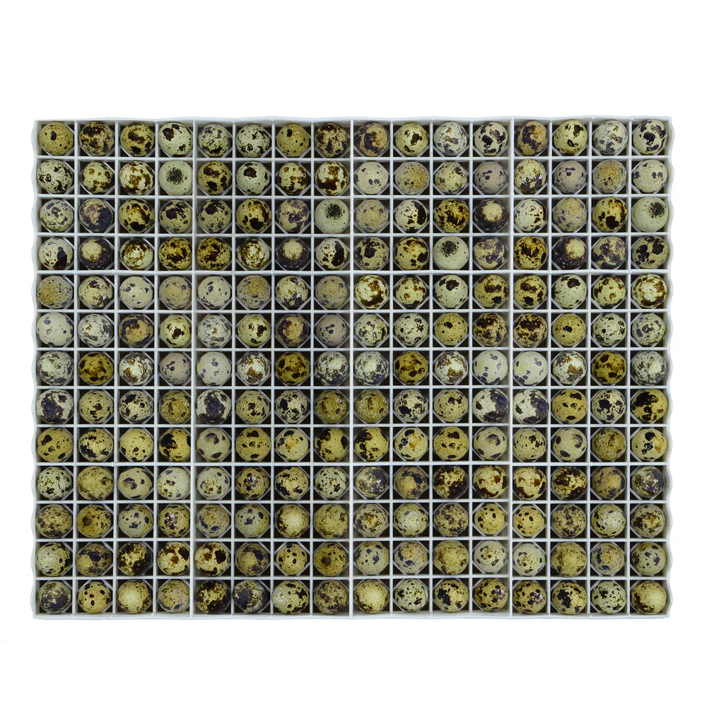 Egg Setter Tray - Quail - 208 Eggs - Image 2