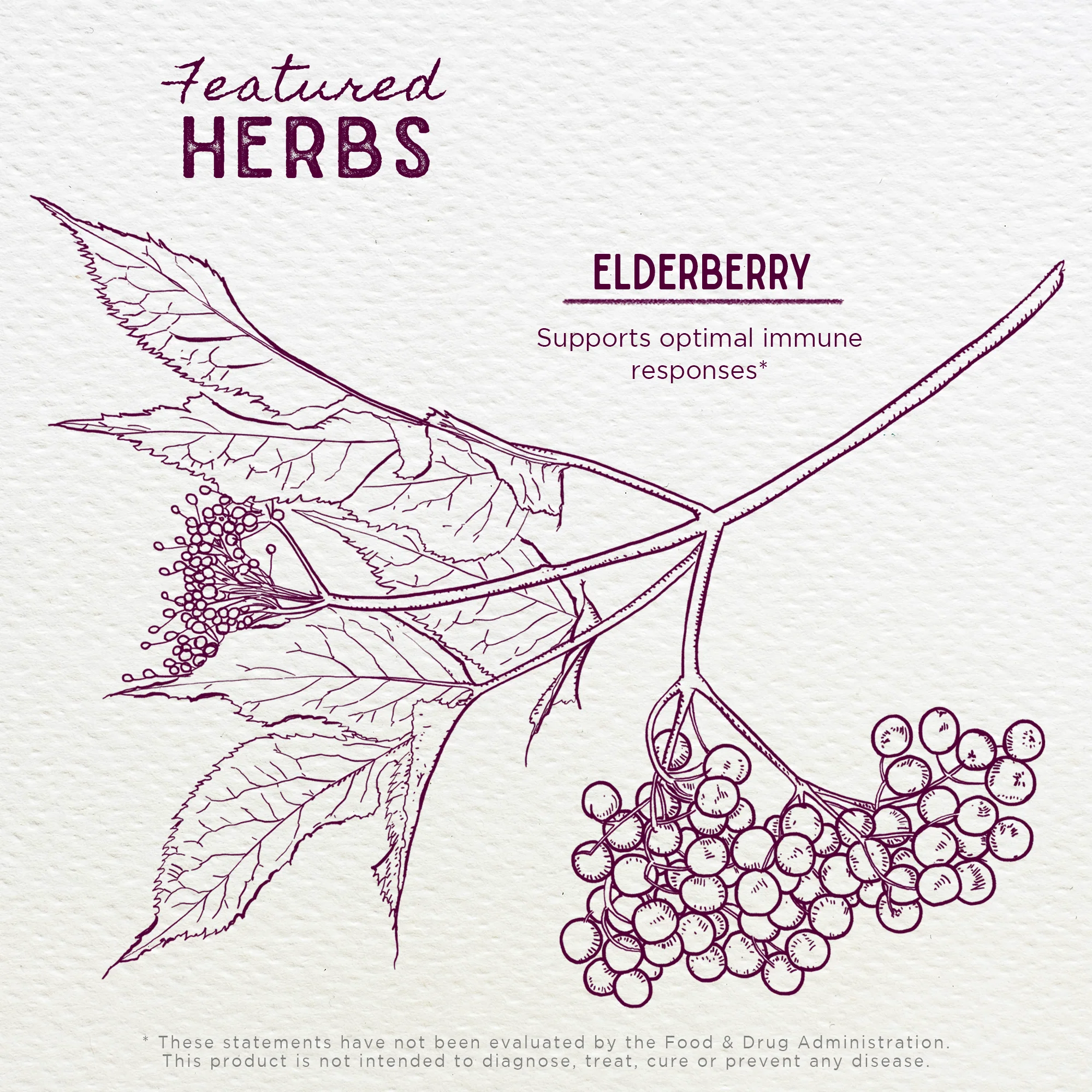 Elderberry - Image 3