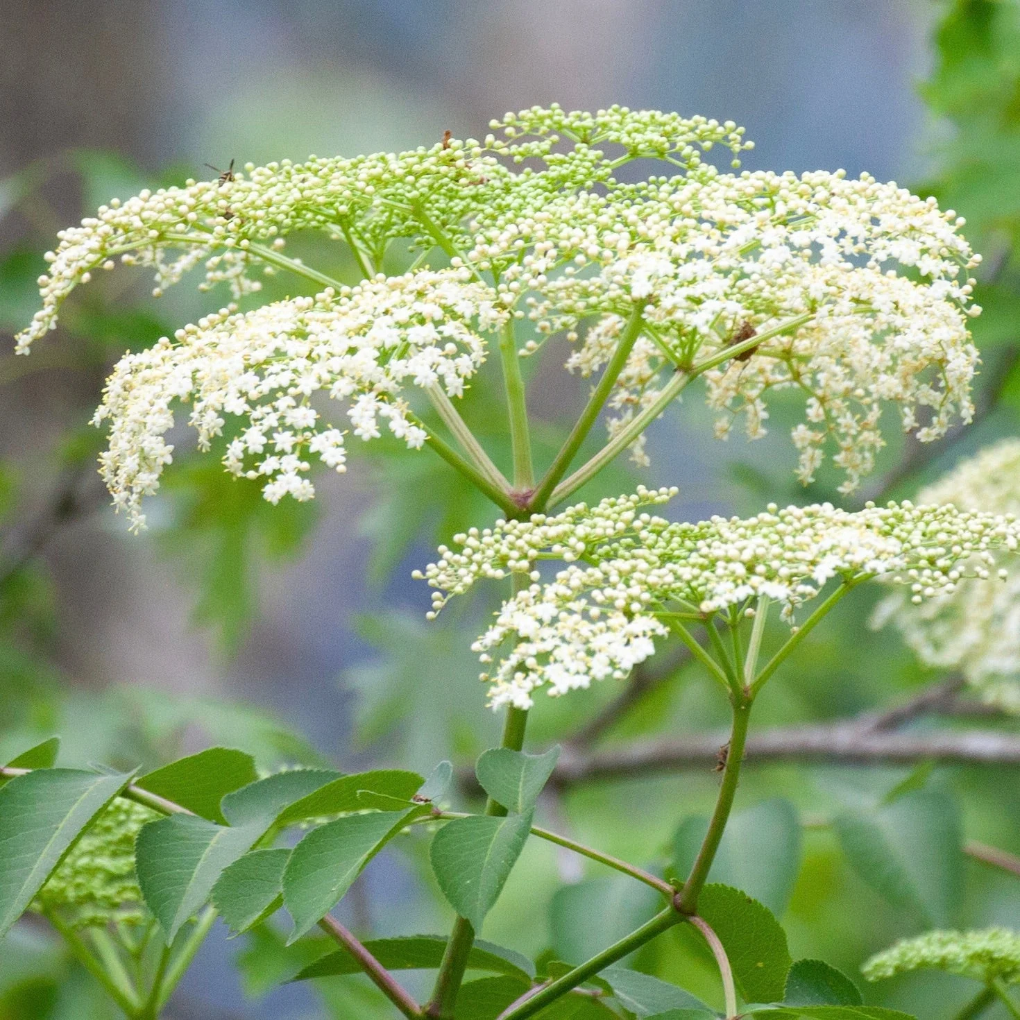 Elderberry, American Black (Sambucus canadensis) - Image 2