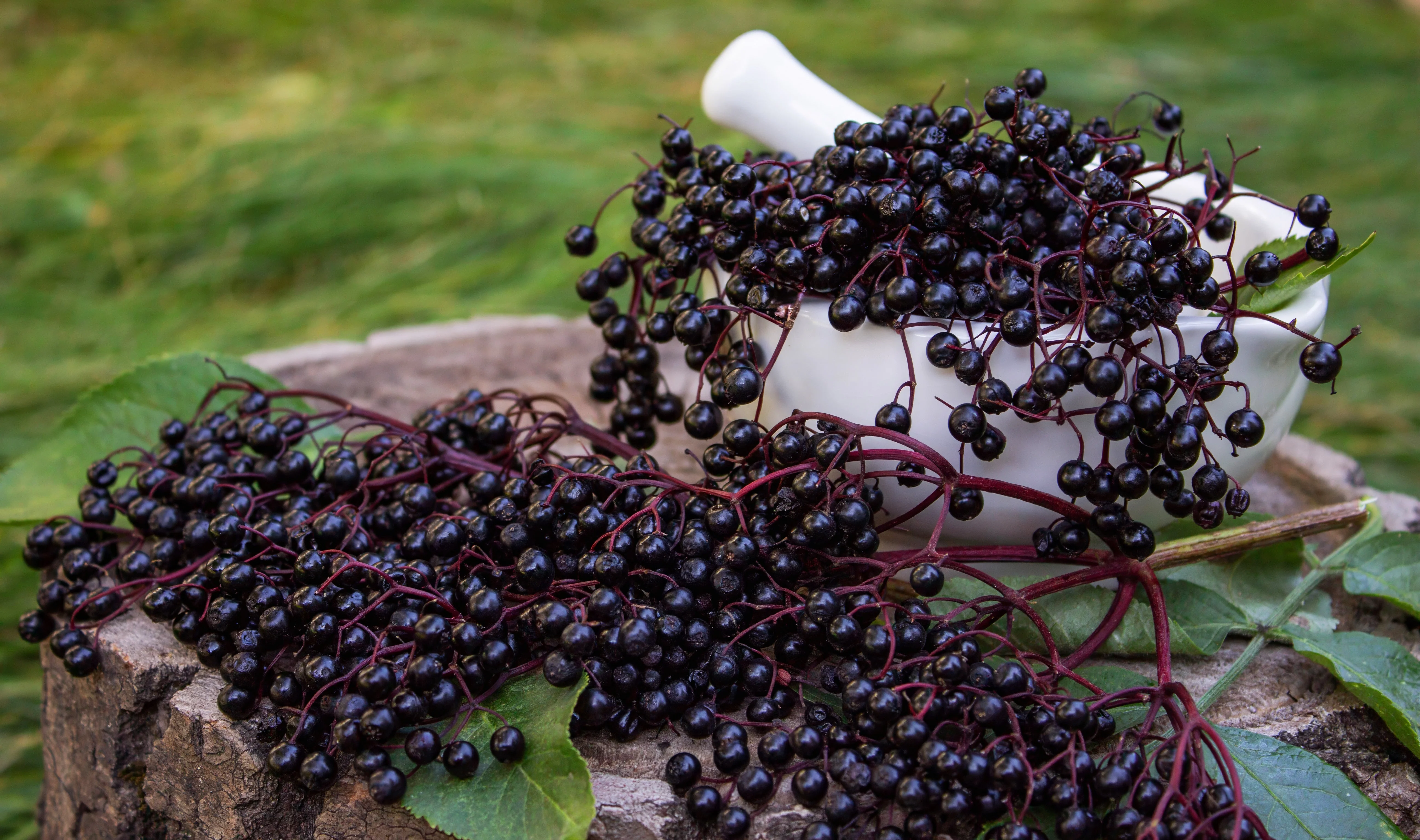 Elderberry, American Black (Sambucus canadensis) - Image 3