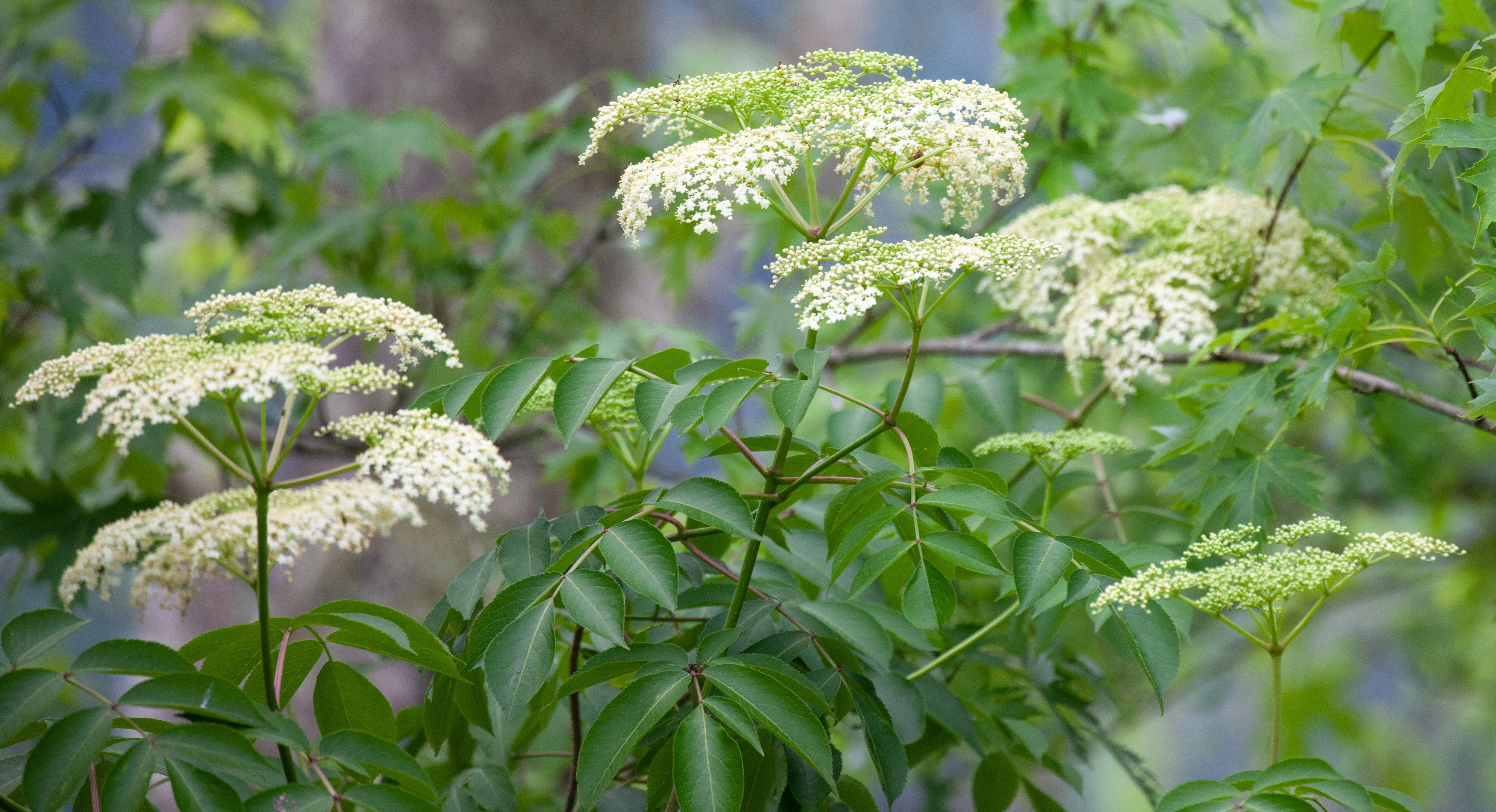 Elderberry, American Black (Sambucus canadensis) - Image 4
