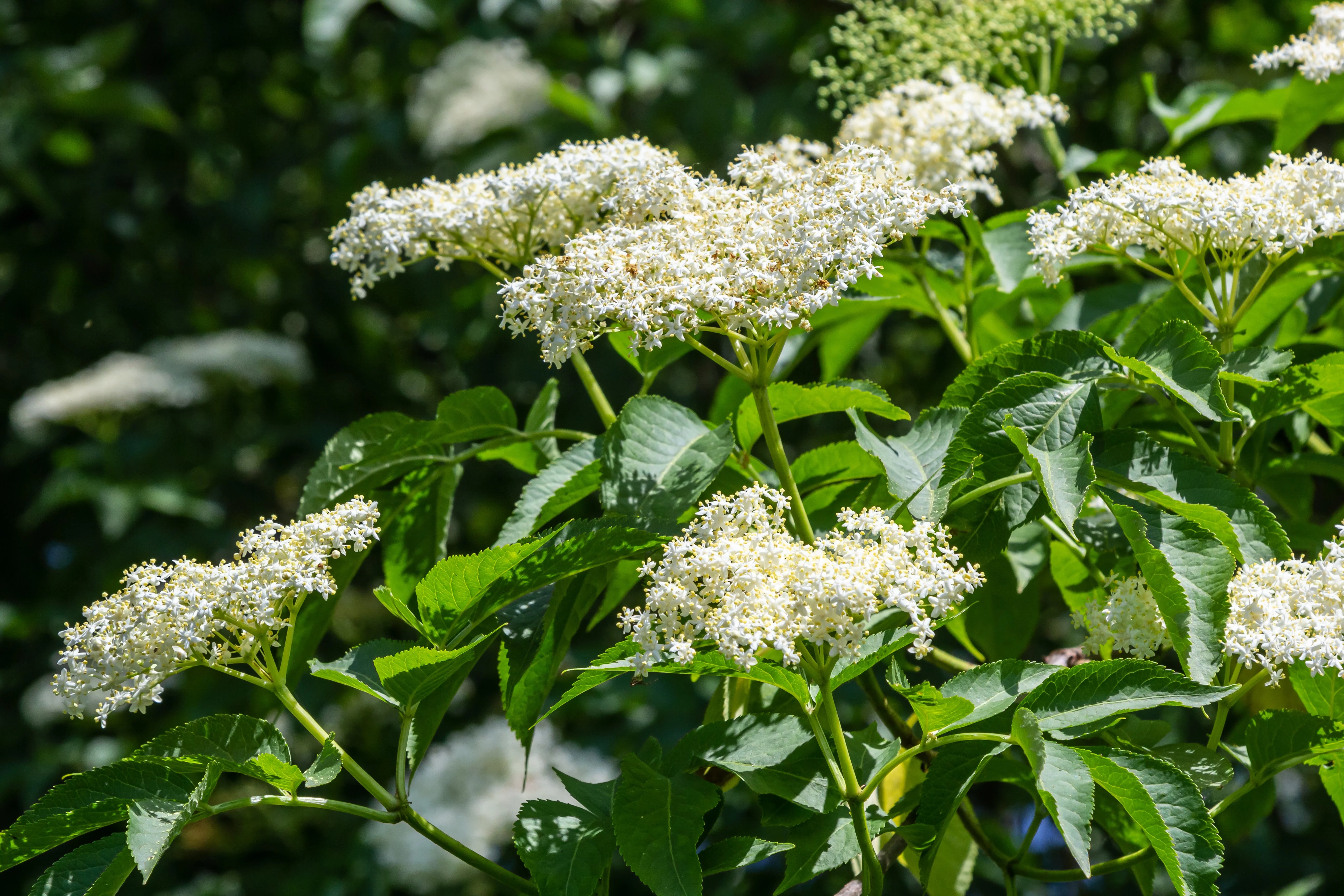 Elderberry, Mexican Blue (Sambucus nigra var. caerulea) - Image 2