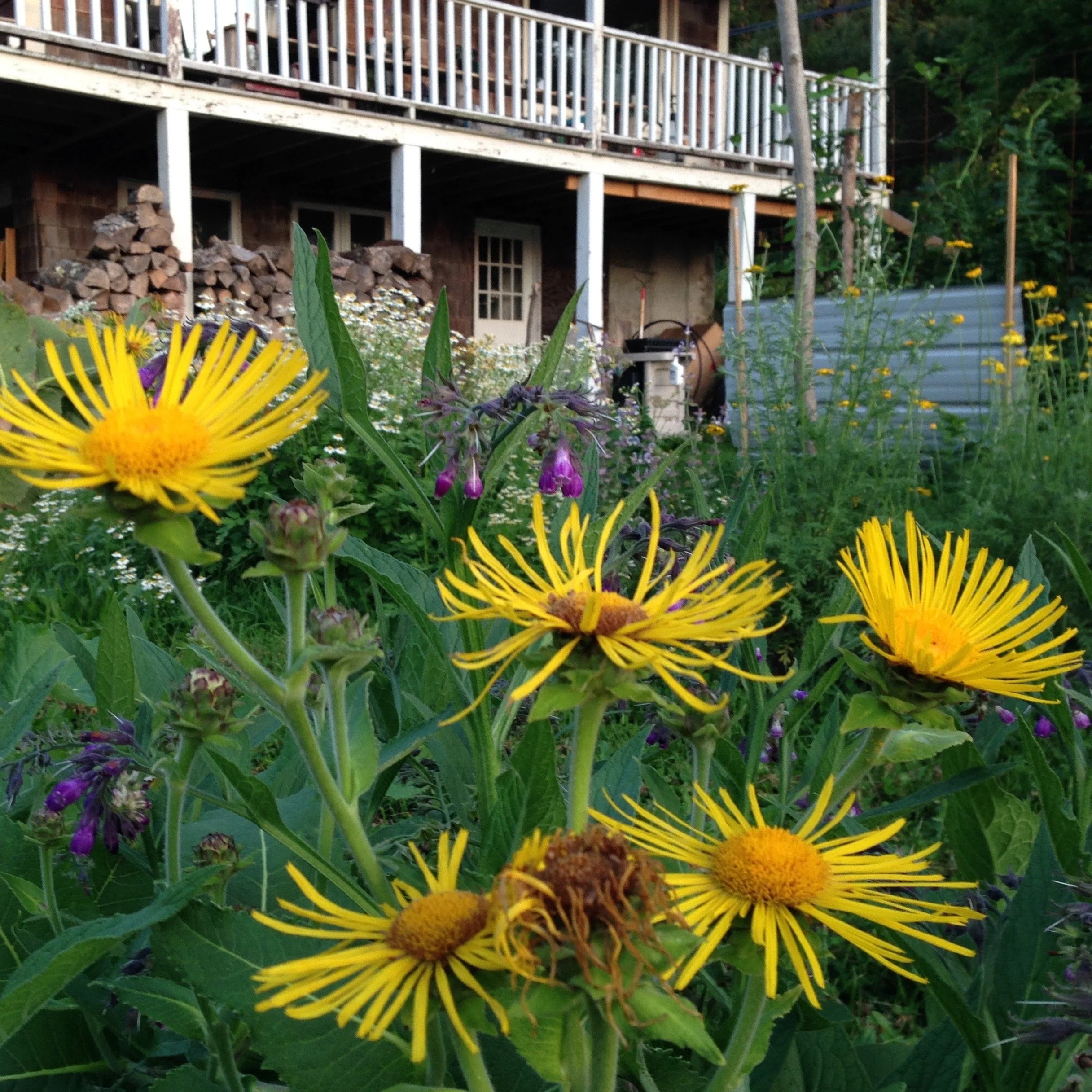 Elecampane (Inula helenium) - Image 3