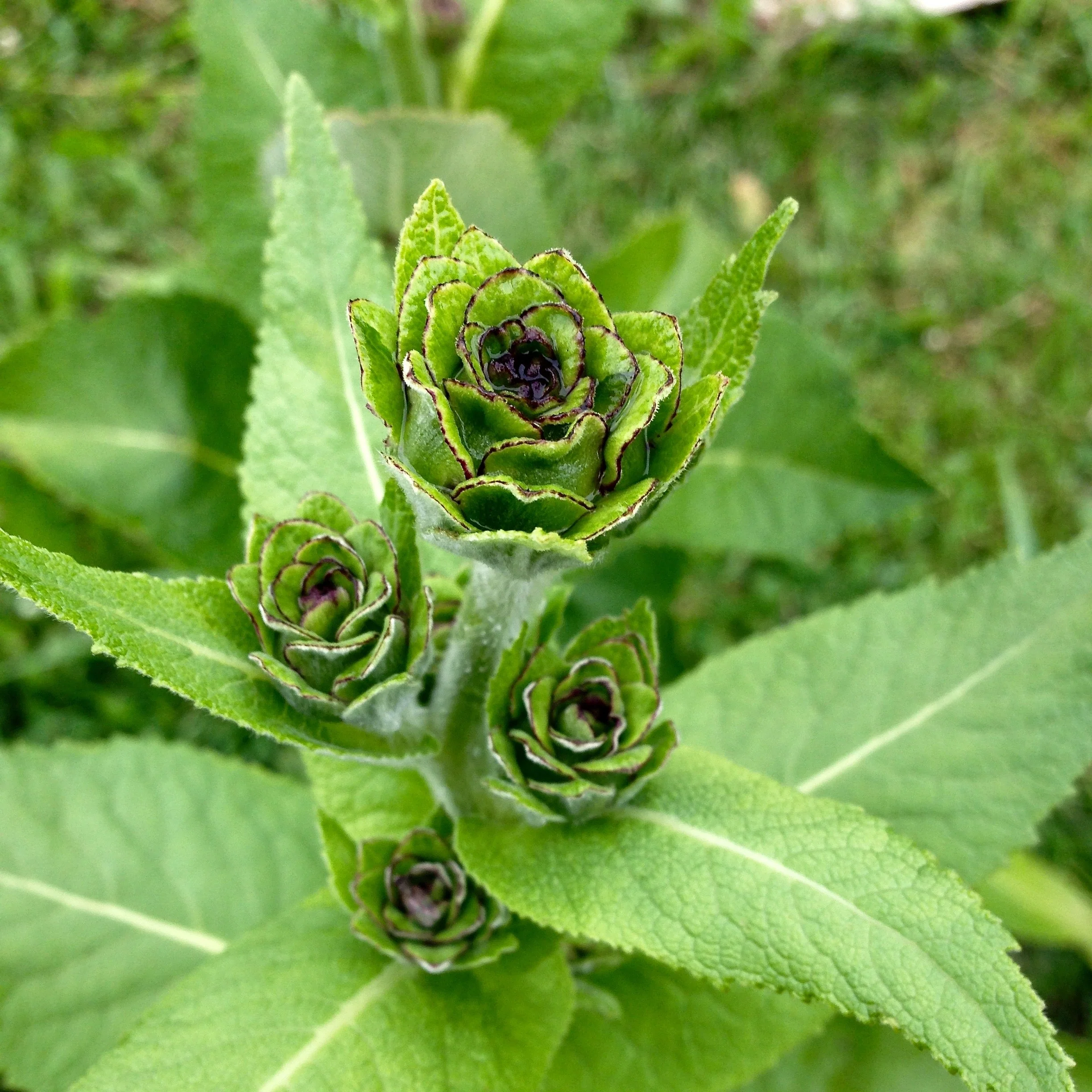 Elecampane (Inula helenium) - Image 4