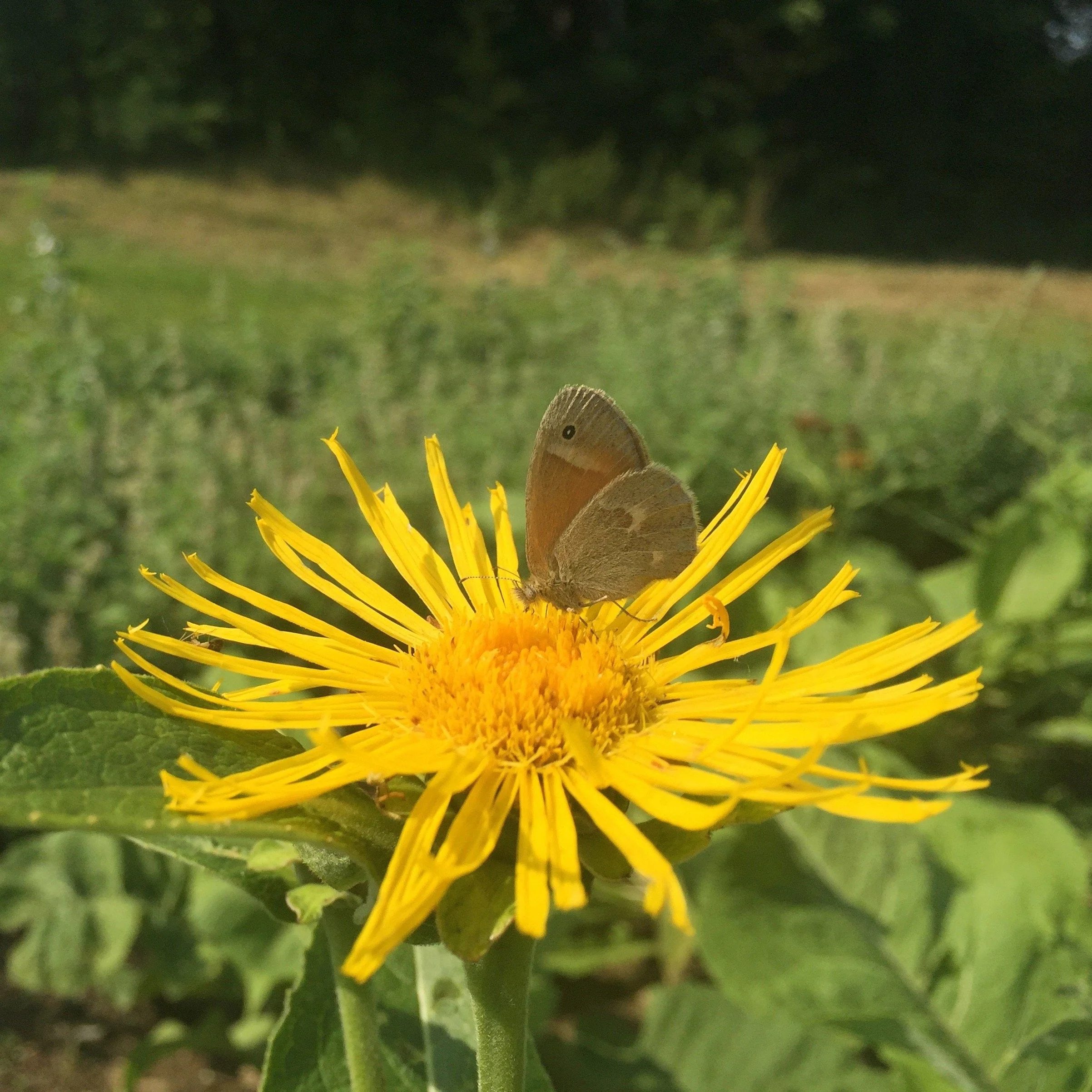Elecampane (Inula helenium) - Image 5