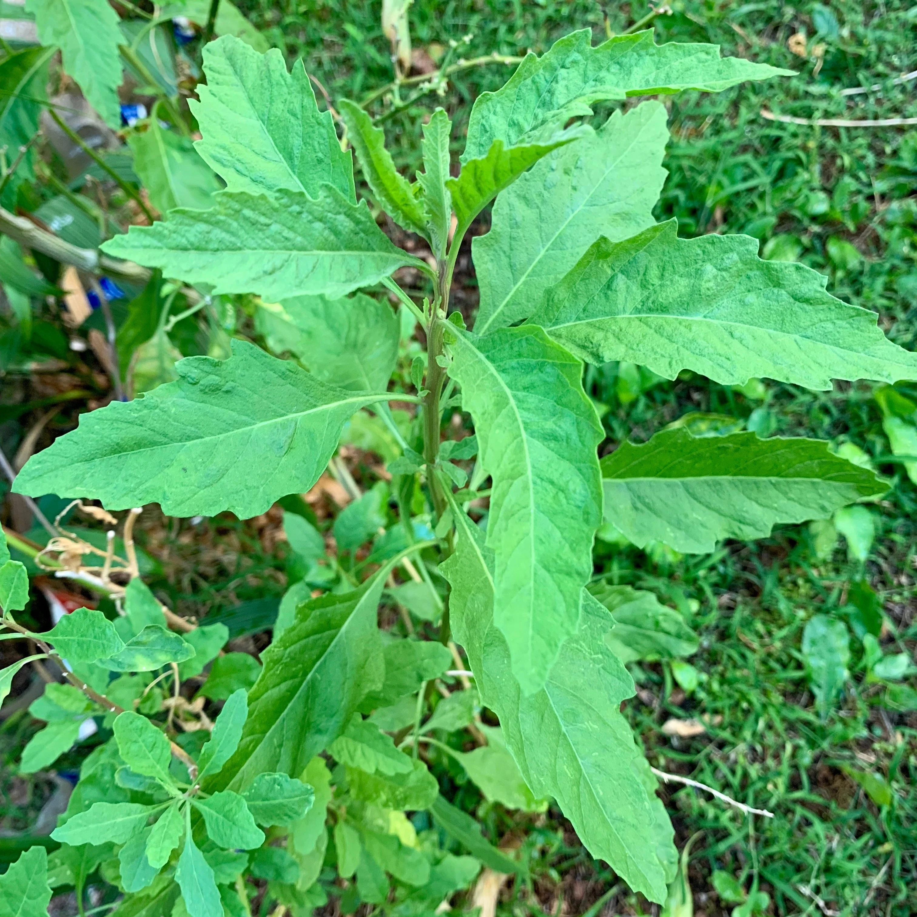 Epazote aka Mexican Tea (Dysphania ambrosioides)