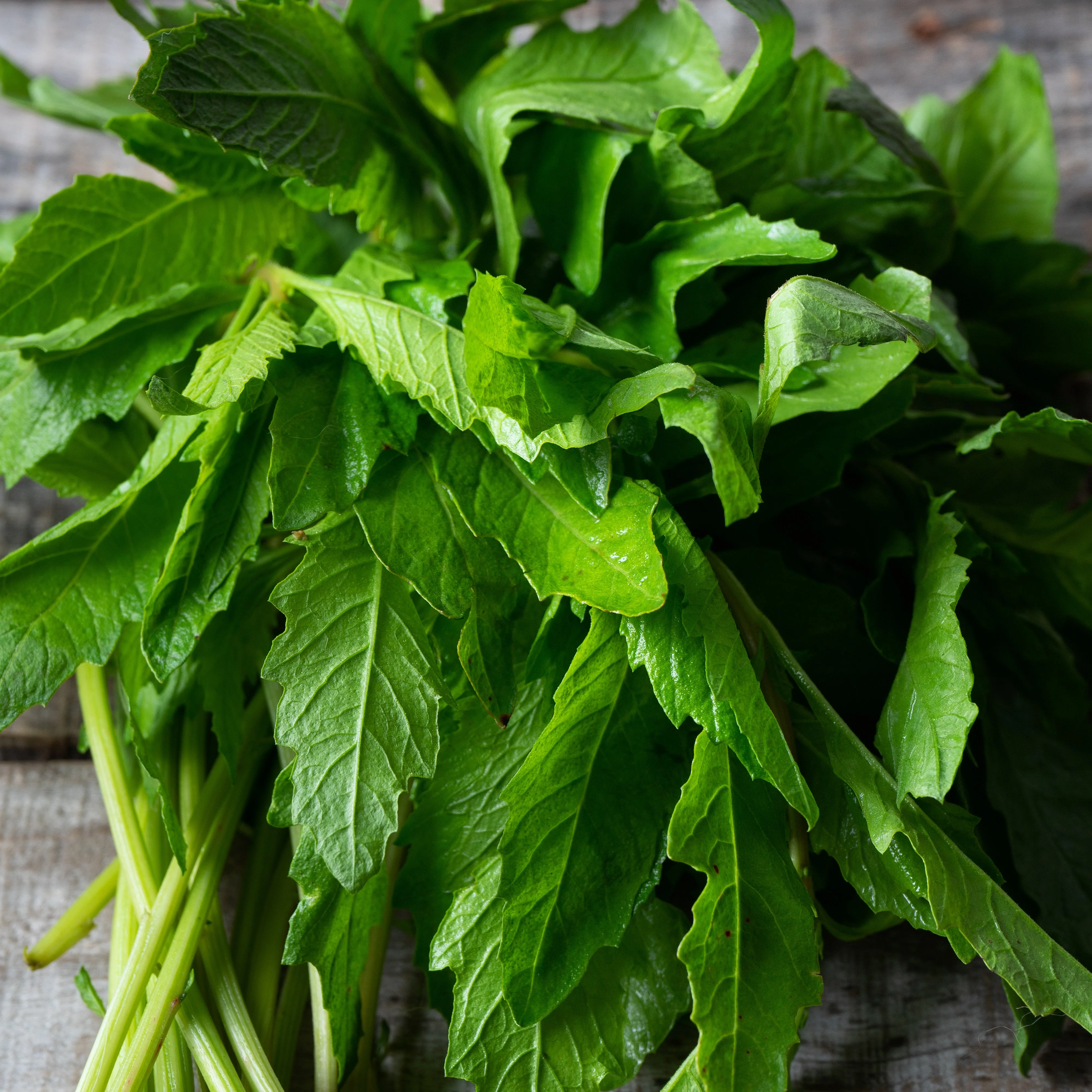 Epazote aka Mexican Tea (Dysphania ambrosioides) - Image 2