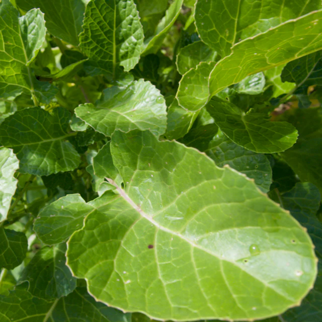Ethiopian Kale - Image 2
