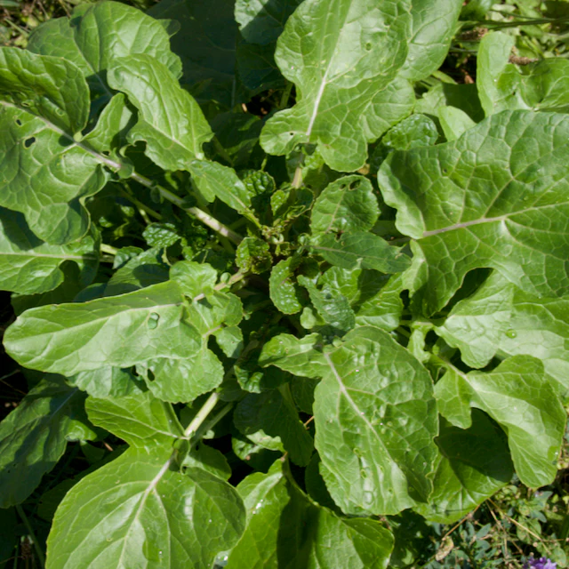 Ethiopian Kale - Image 3