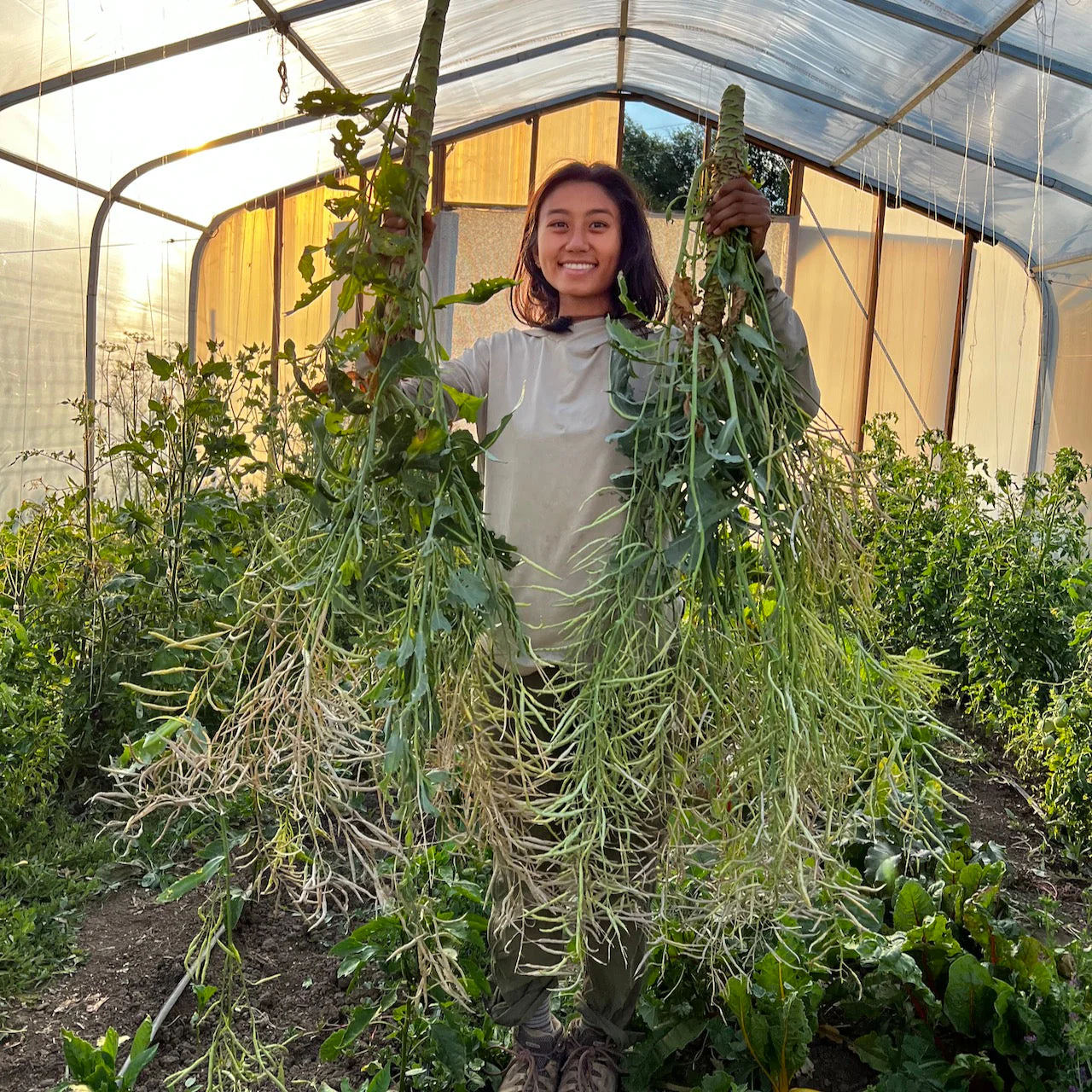 Ethiopian Kale - Image 4