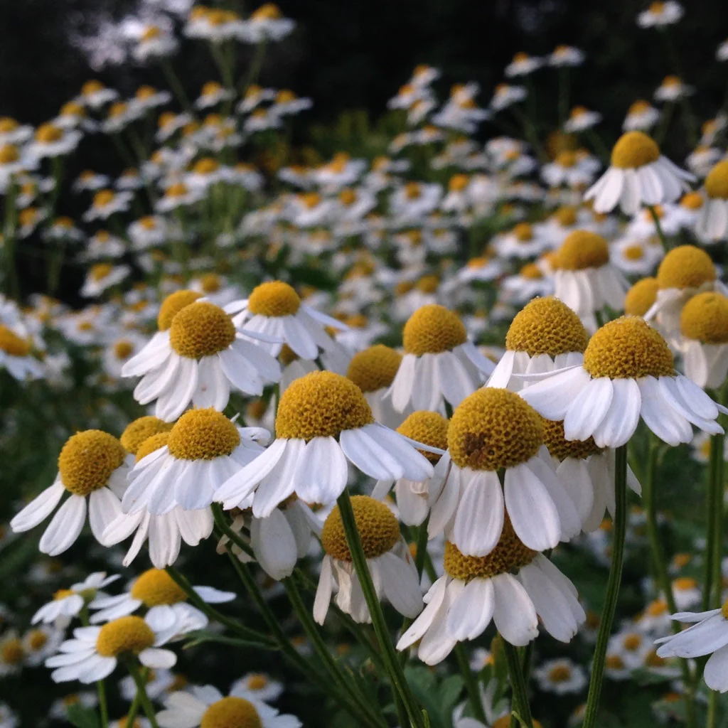 Feverfew (Tanacetum parthenium) - Image 3