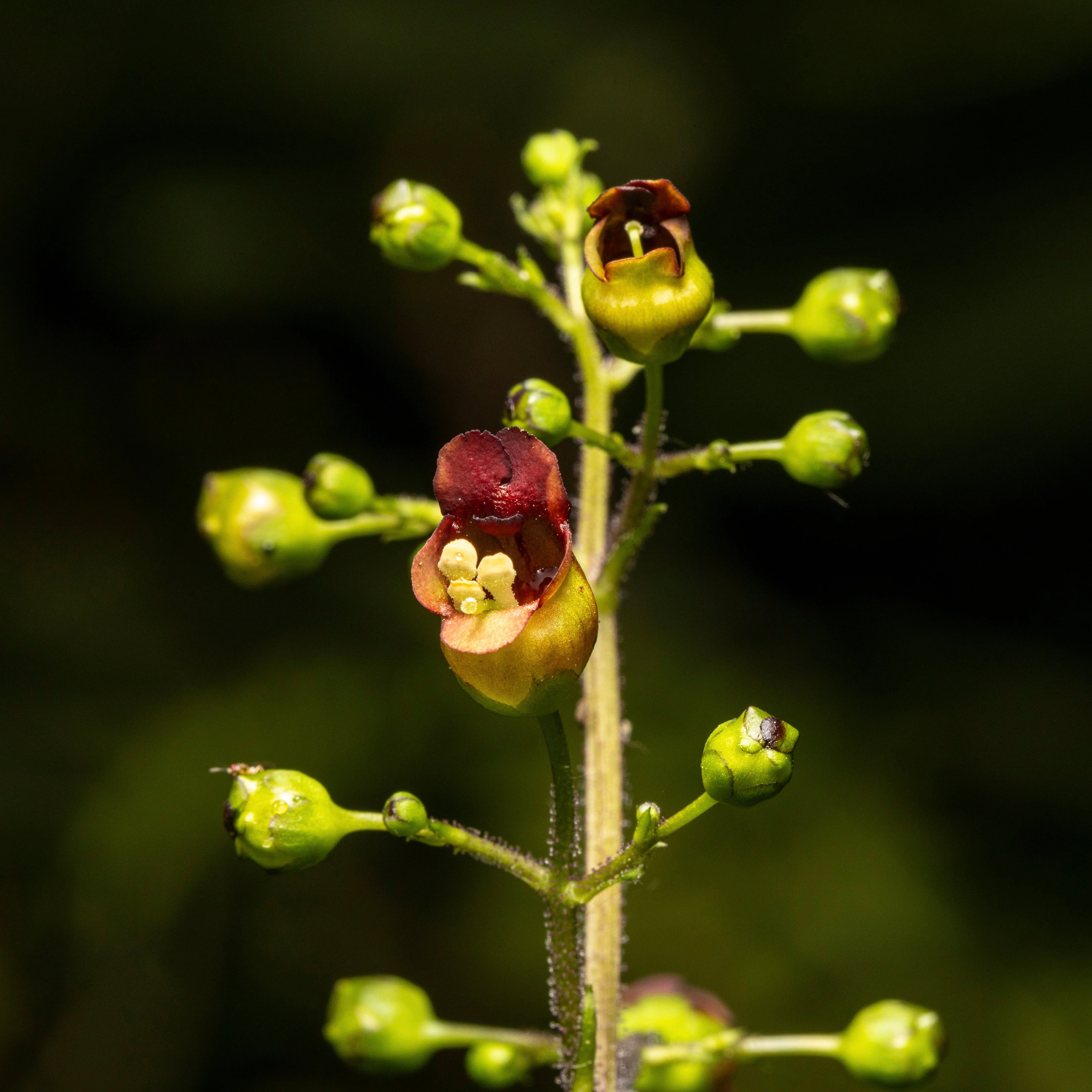 Figwort (Scrophularia nodosa) - Image 2