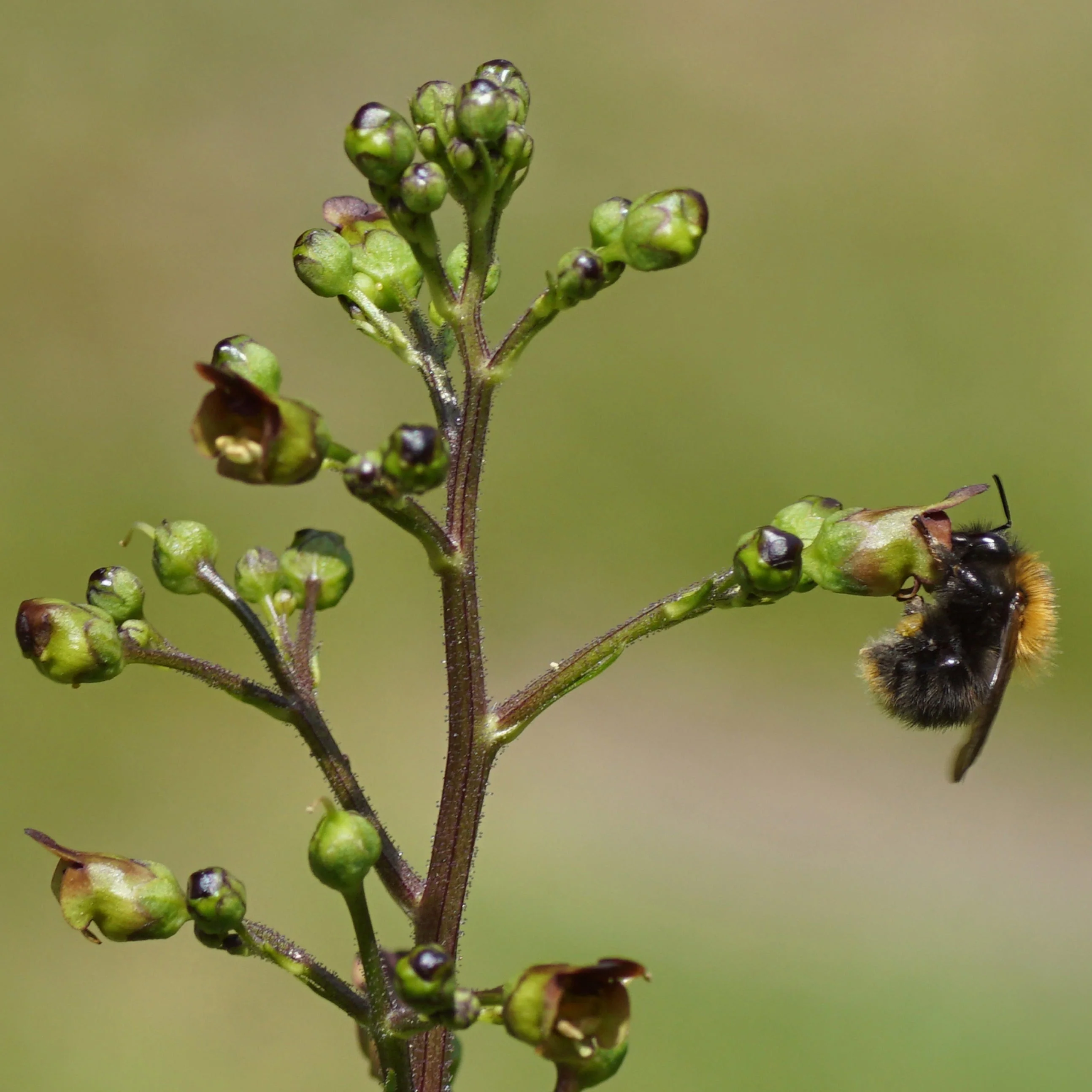 Figwort (Scrophularia nodosa) - Image 3