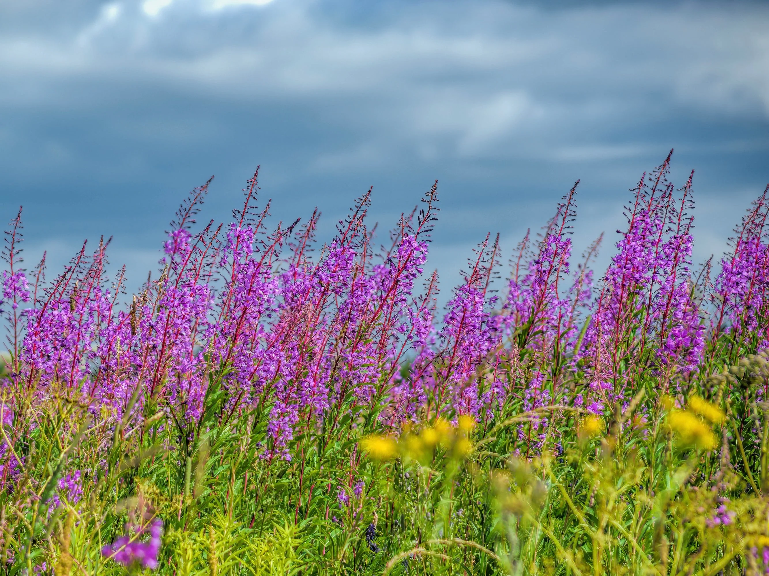 Fireweed (Epilobium angustifolium) - Image 2