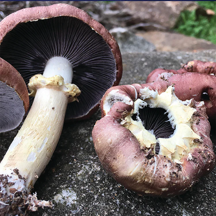 Garden Giant/King Stropharia Mushroom Spawn -5 Lb - Image 3