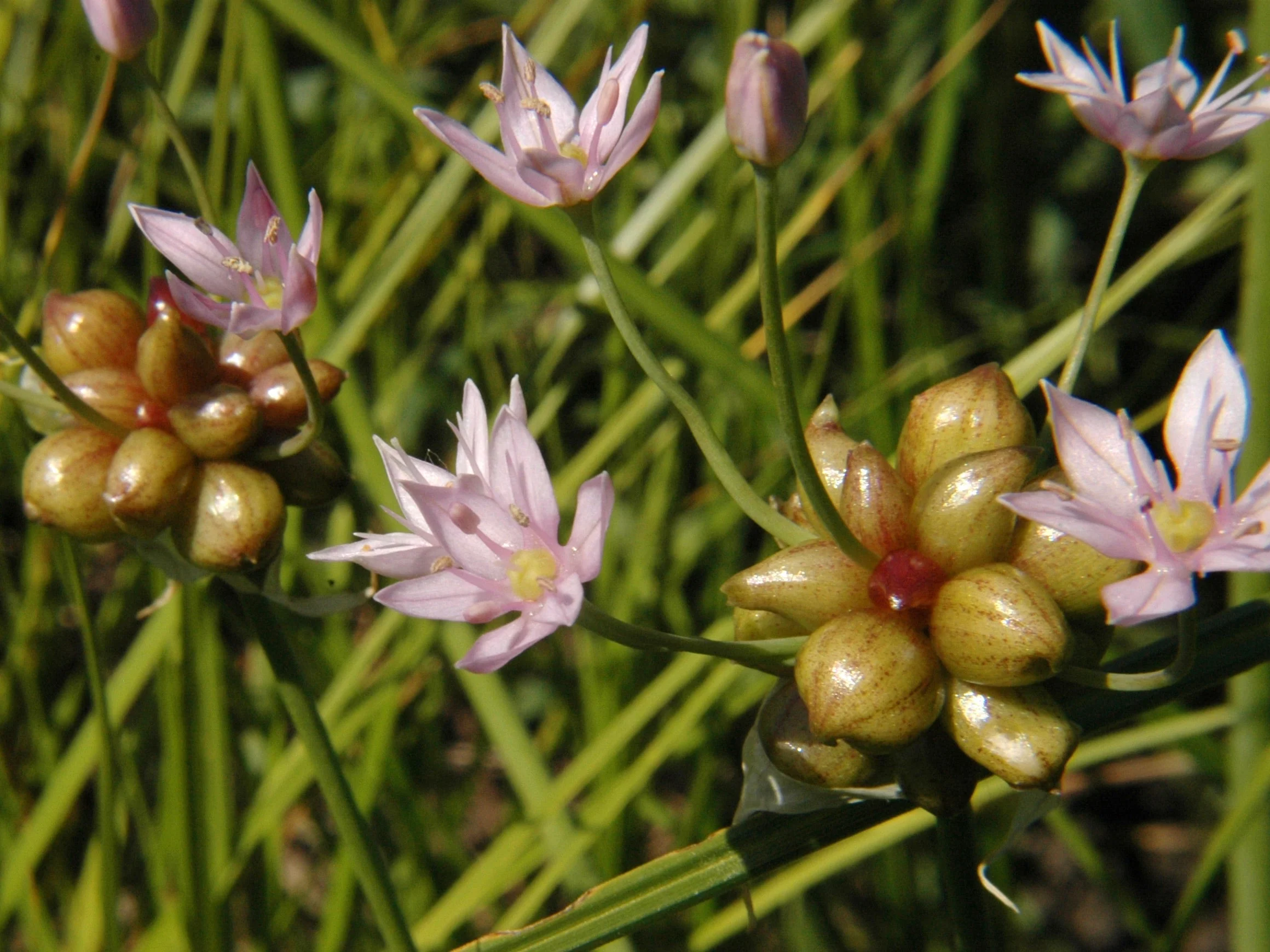 Garlic, Wild (Allium canadense) - Image 3