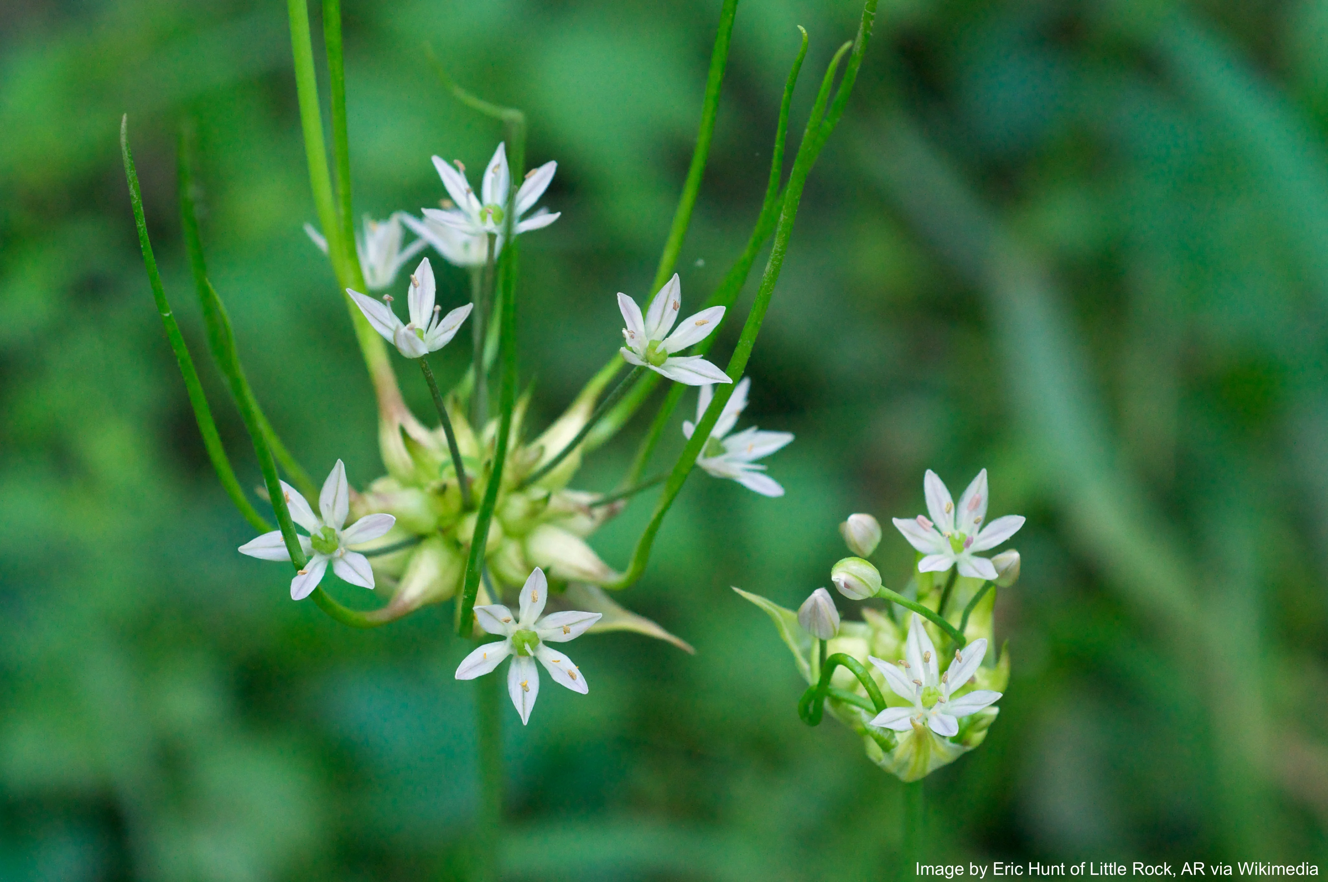 Garlic, Wild (Allium canadense) - Image 4