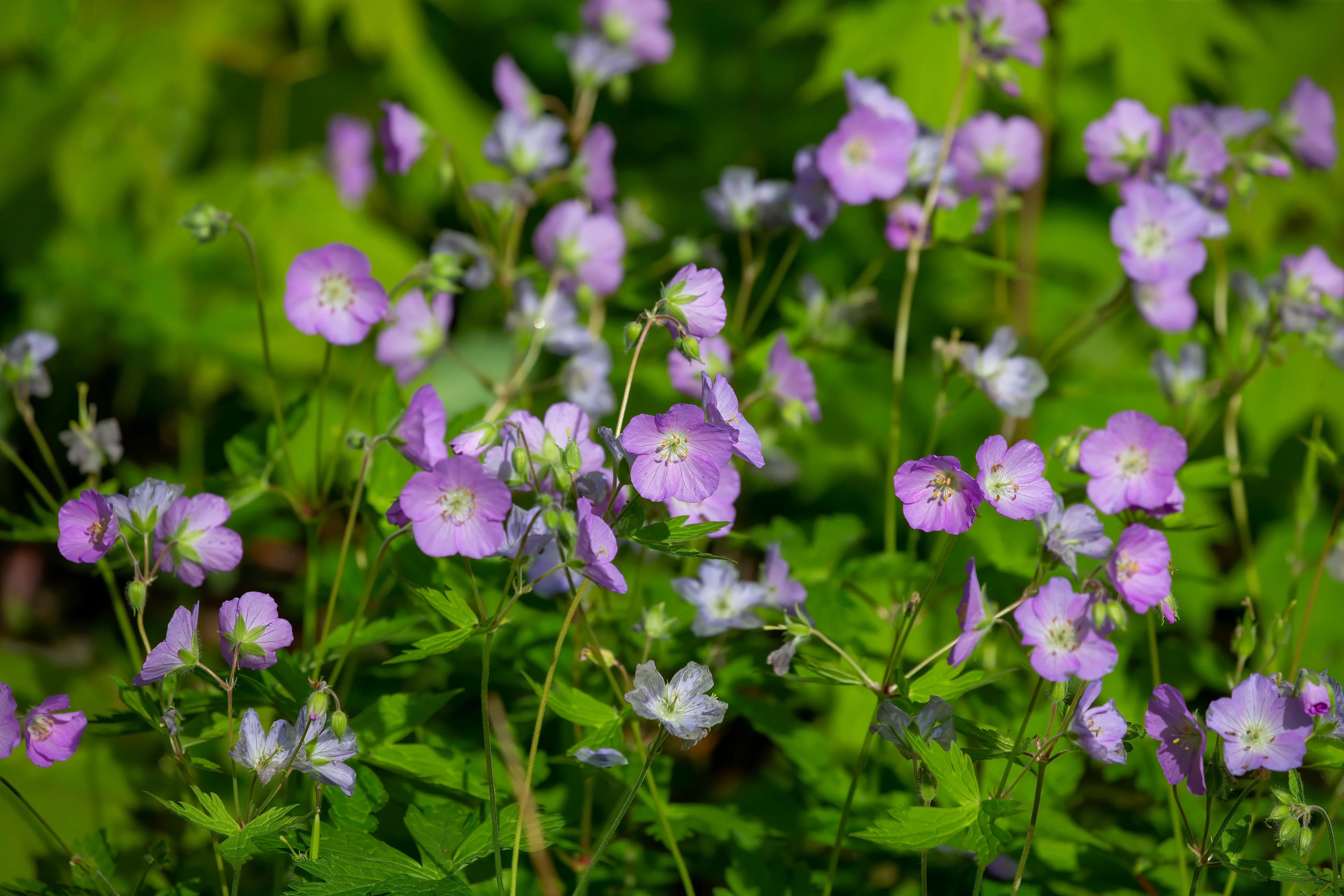 Geranium, Wild (Geranium maculatum) - Image 2