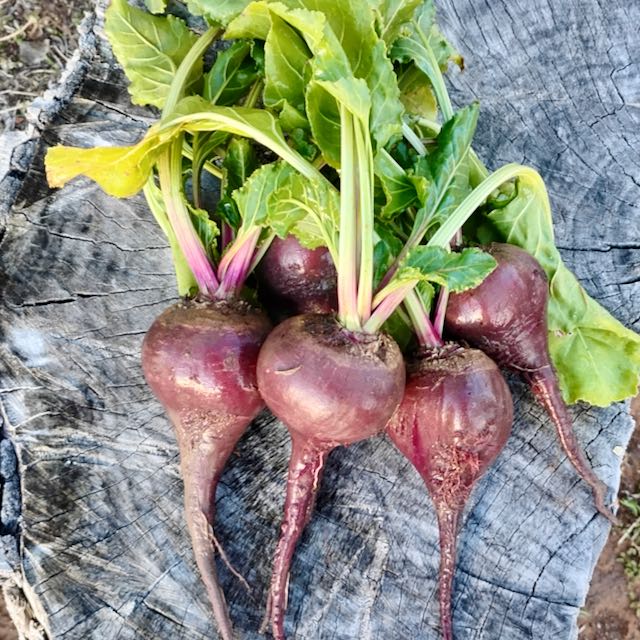 German Lutz Beets (Winterkeeper Beets) - Image 2