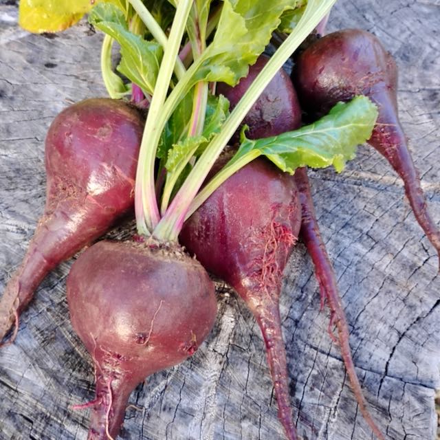 German Lutz Beets (Winterkeeper Beets) - Image 3