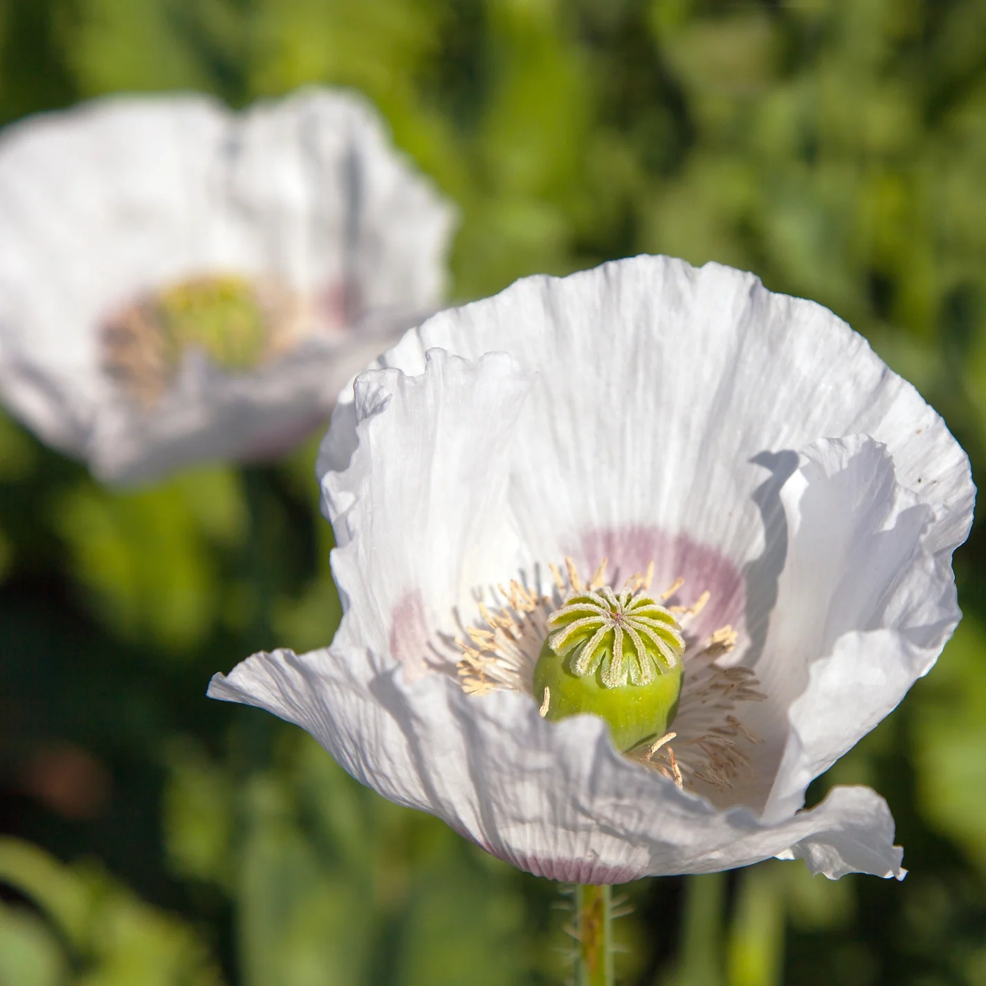 Giant White Poppy