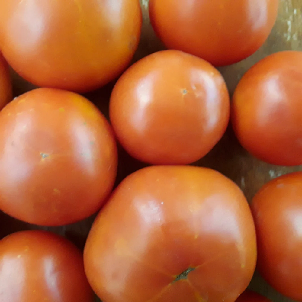 Glory of Moldova Tomato